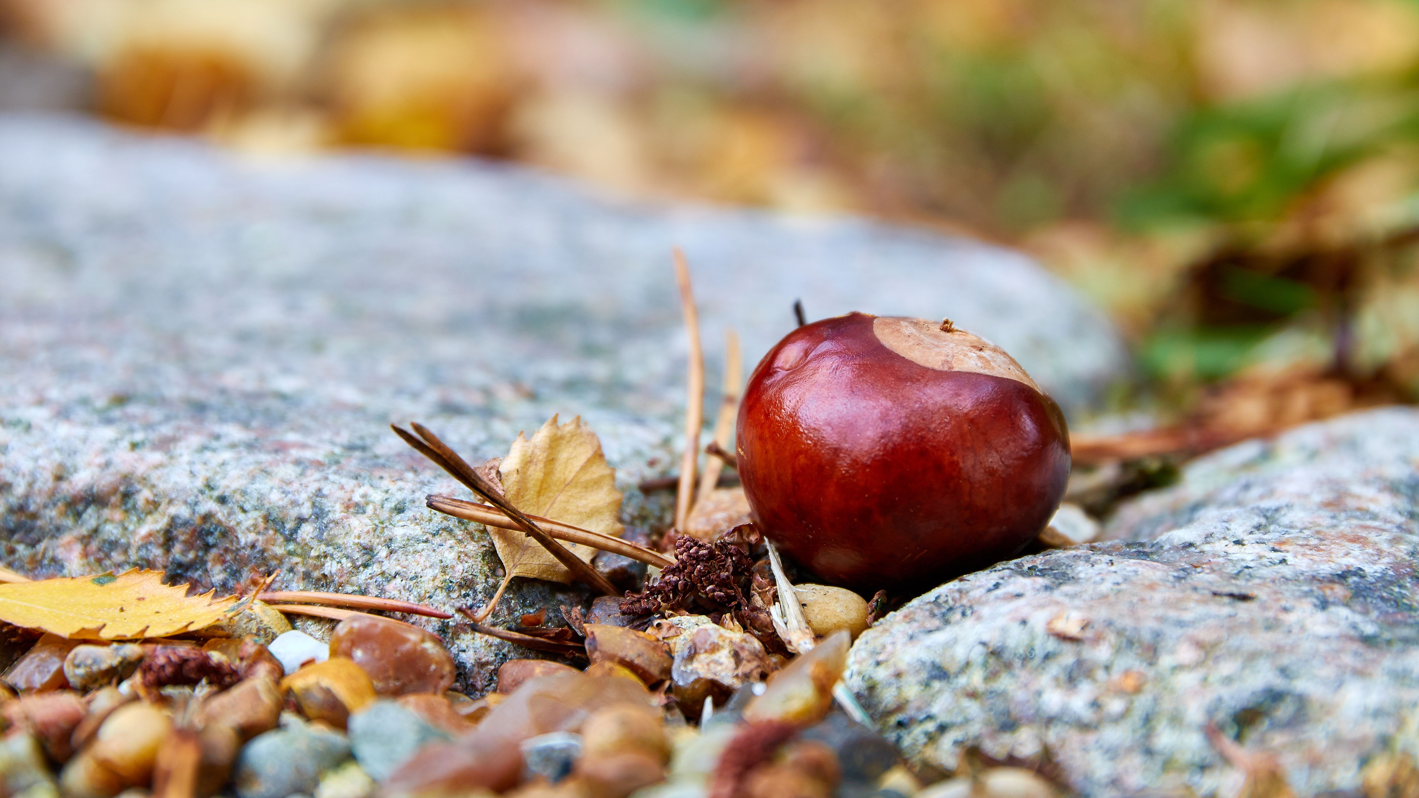 Earth Chestnut 5404x3040