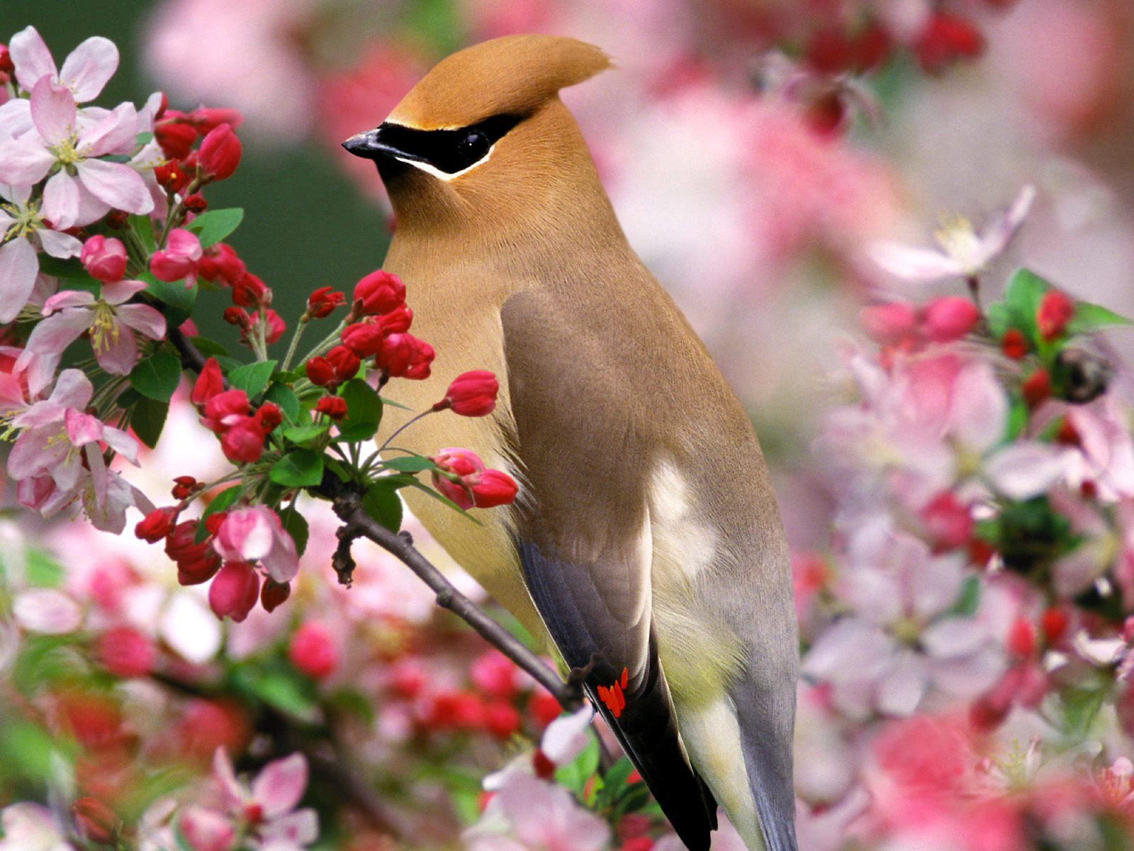 Animal Bird Cedar Waxwing Branch Spring Blossom 1600x1200