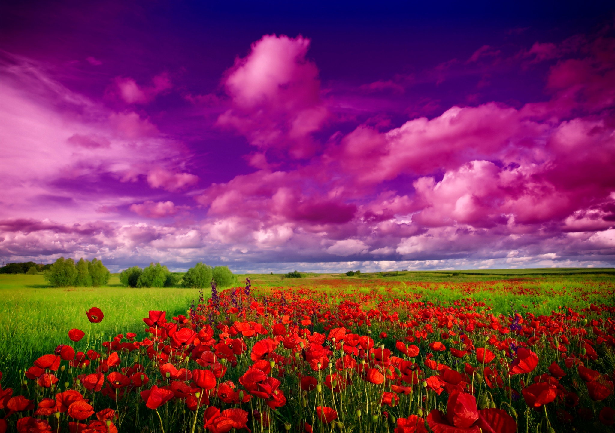 Field Flower Poppy Sky Sunset Cloud 2048x1440