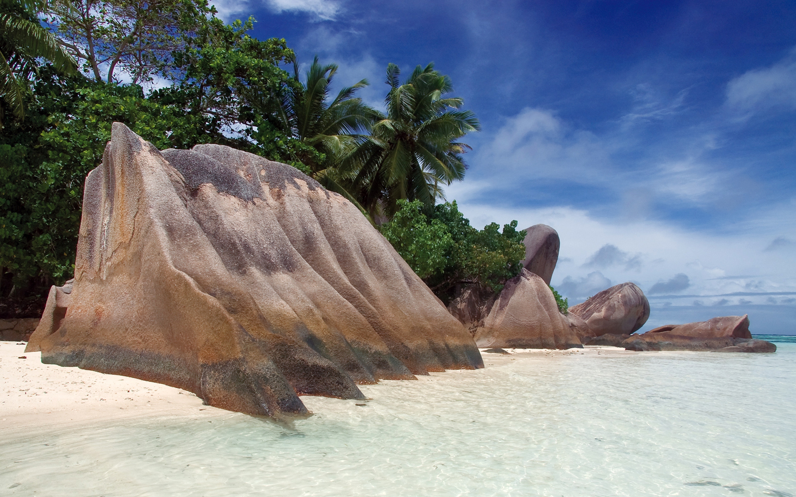 Beach Rock Palm Tree Tree Seychelles 2560x1600