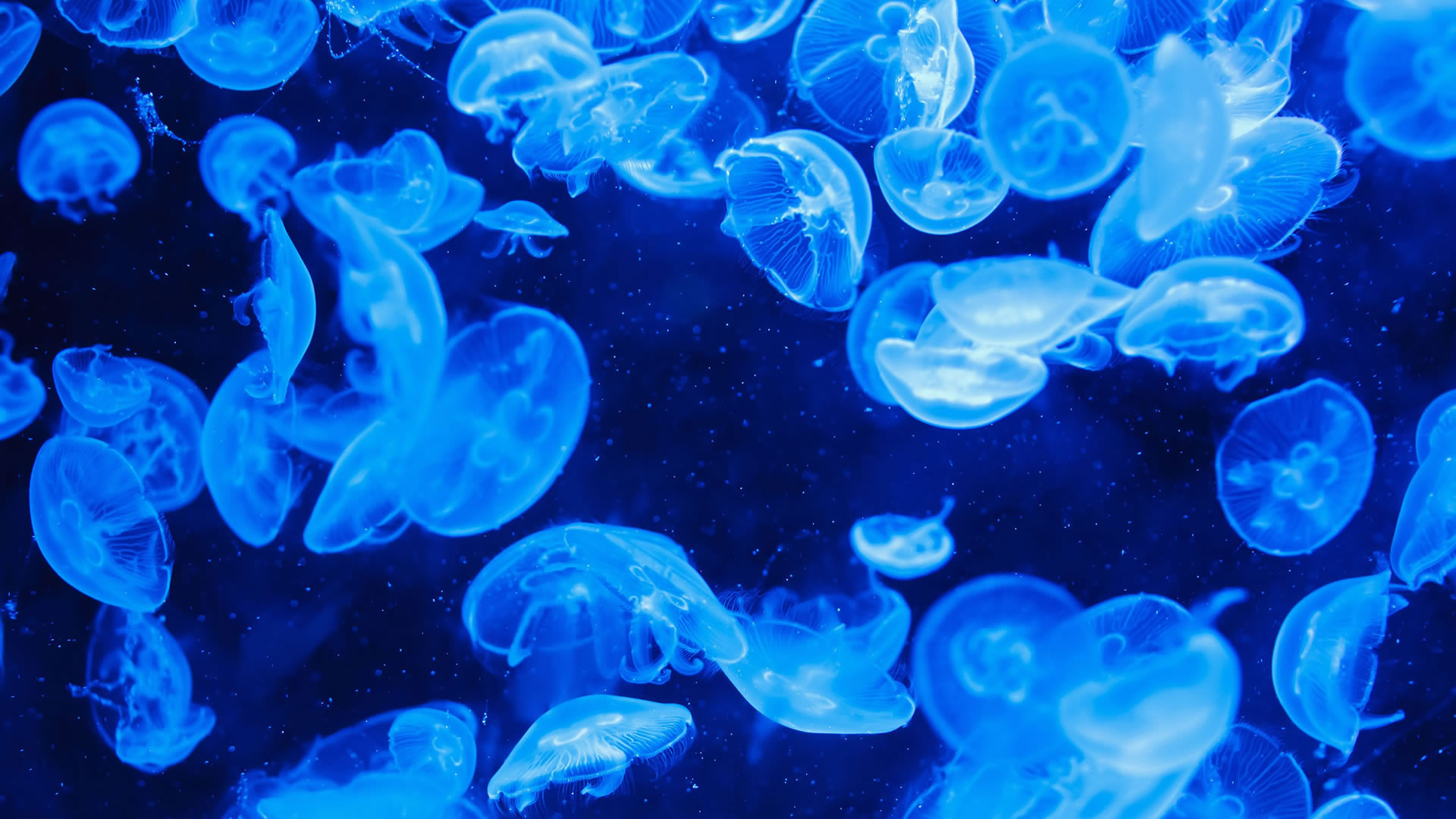 Jellyfish Sea Fluorescent 1920x1080