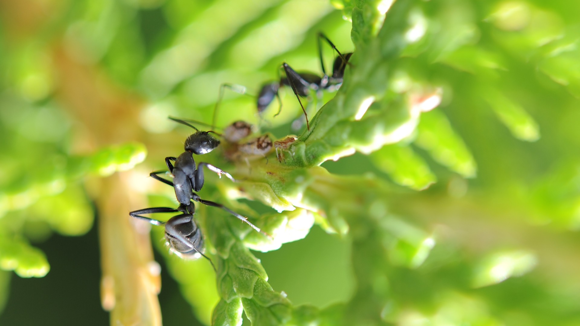 Nature Macro Ants Green 1920x1080