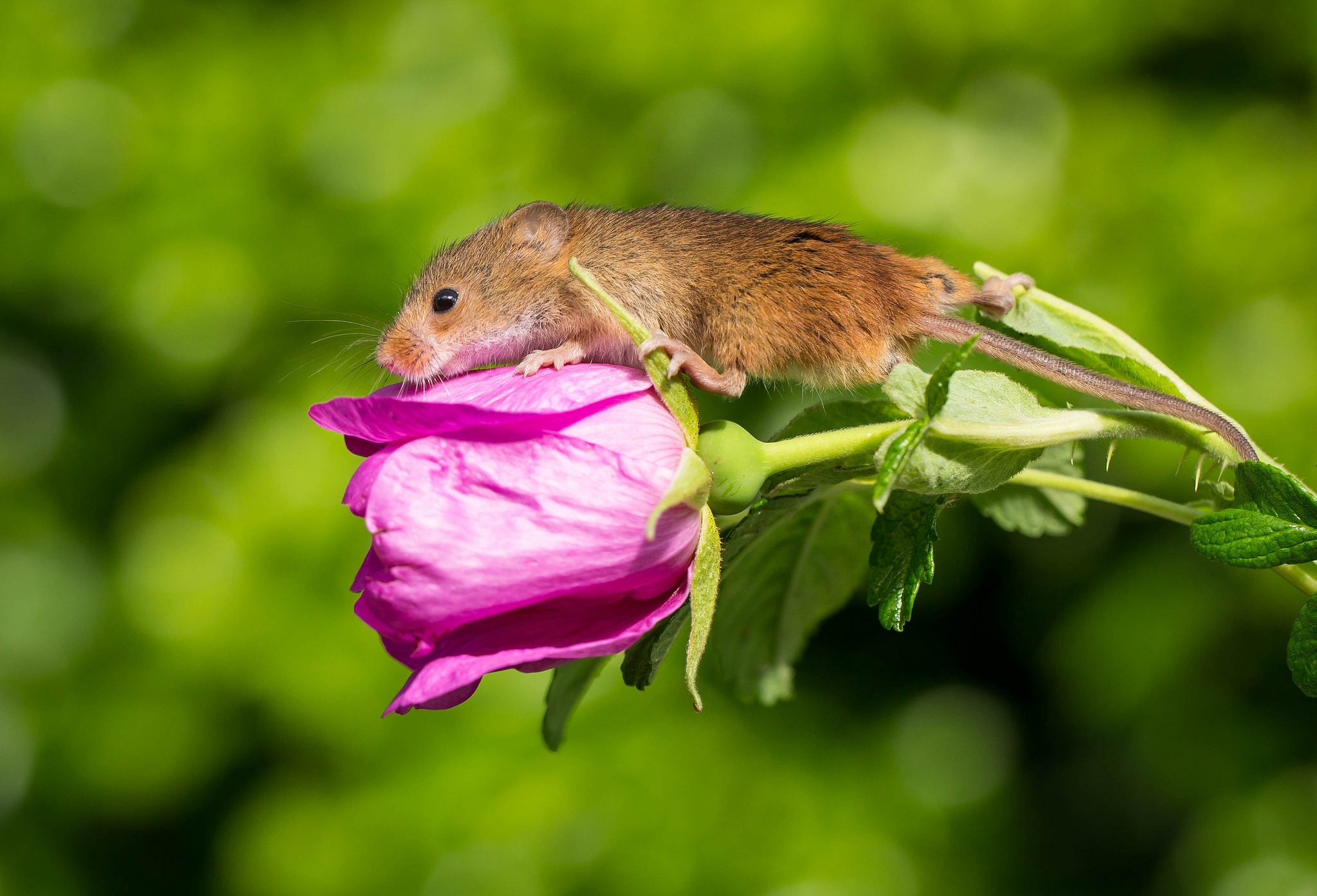 Harvest Mouse Mouse Flower Rose Pink Flower Bokeh Pink Rose 2048x1394
