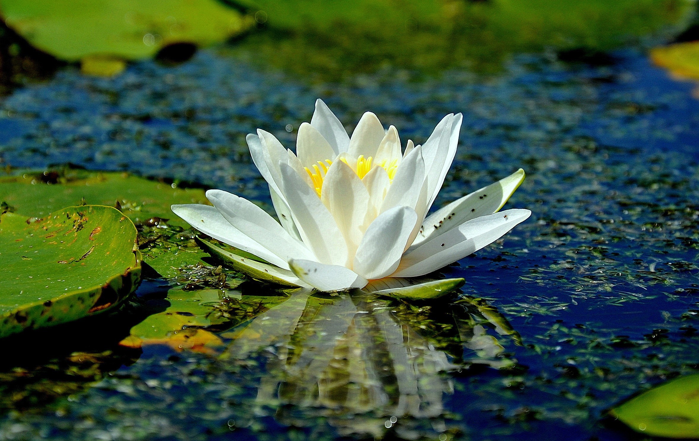 Lake Lotus Flowers Flowers 2359x1490