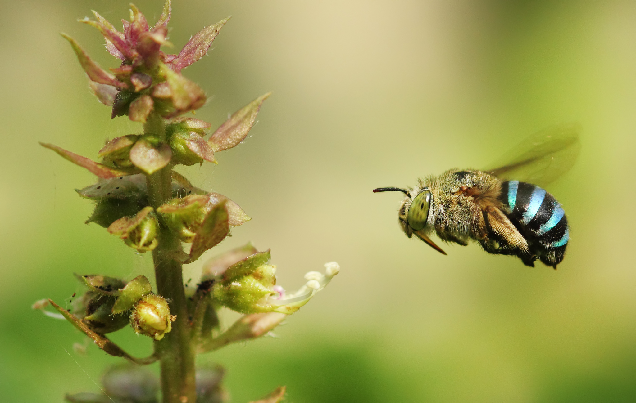 Insect Macro Plant Bumblebee 2048x1299