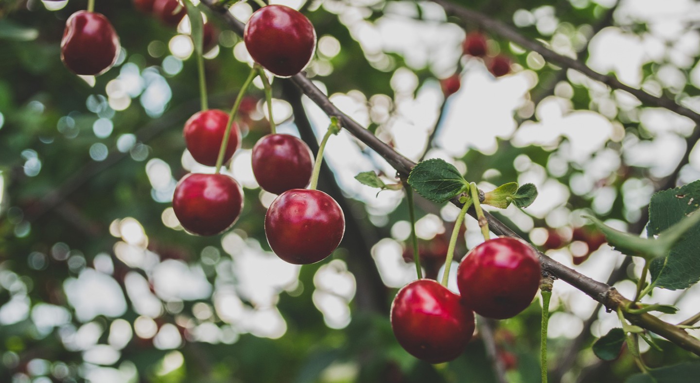 Cherries Food Fruit Branch Summer 1440x788