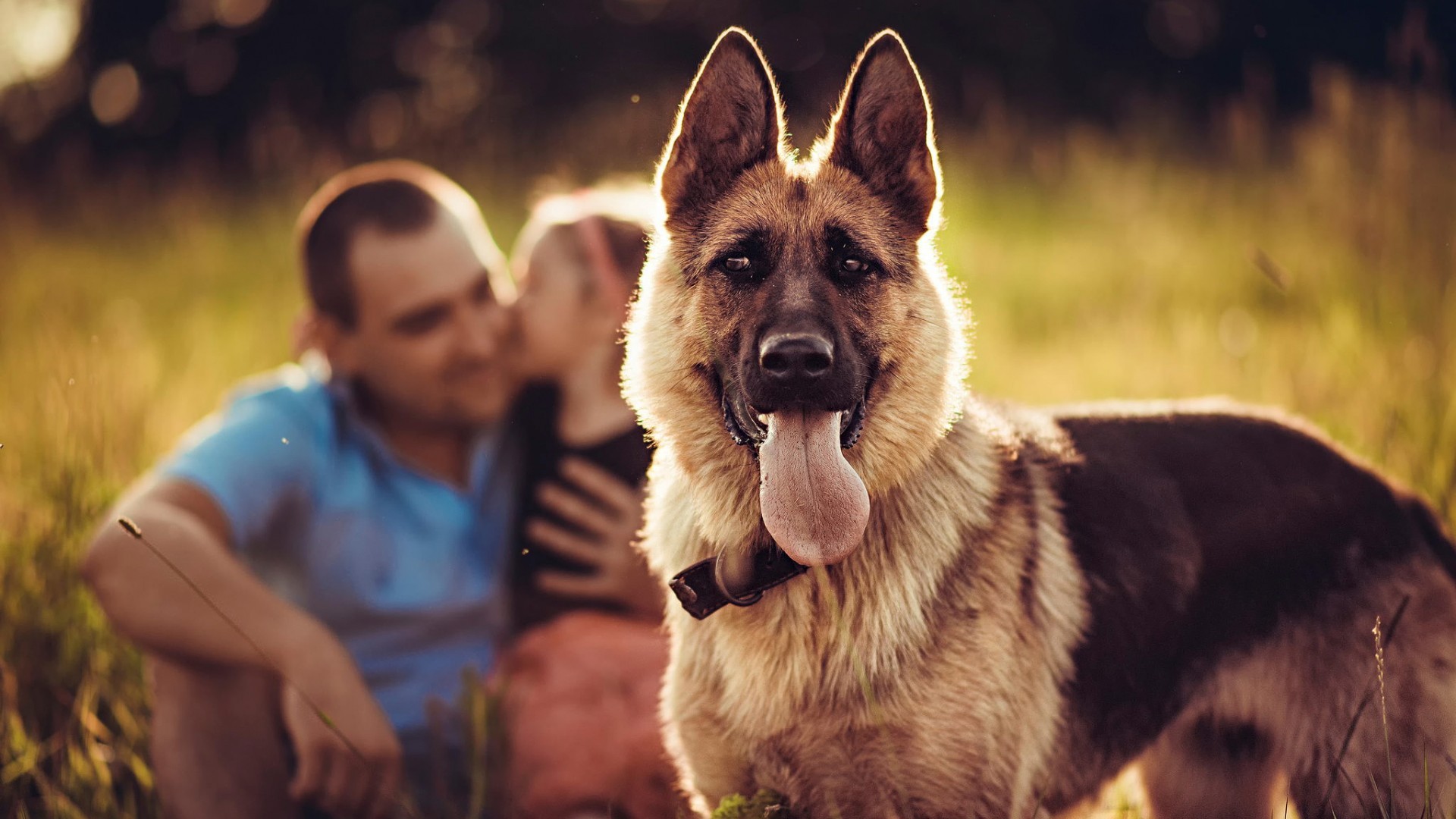 Animals Dog Blurred Families German Shepherd 1920x1080