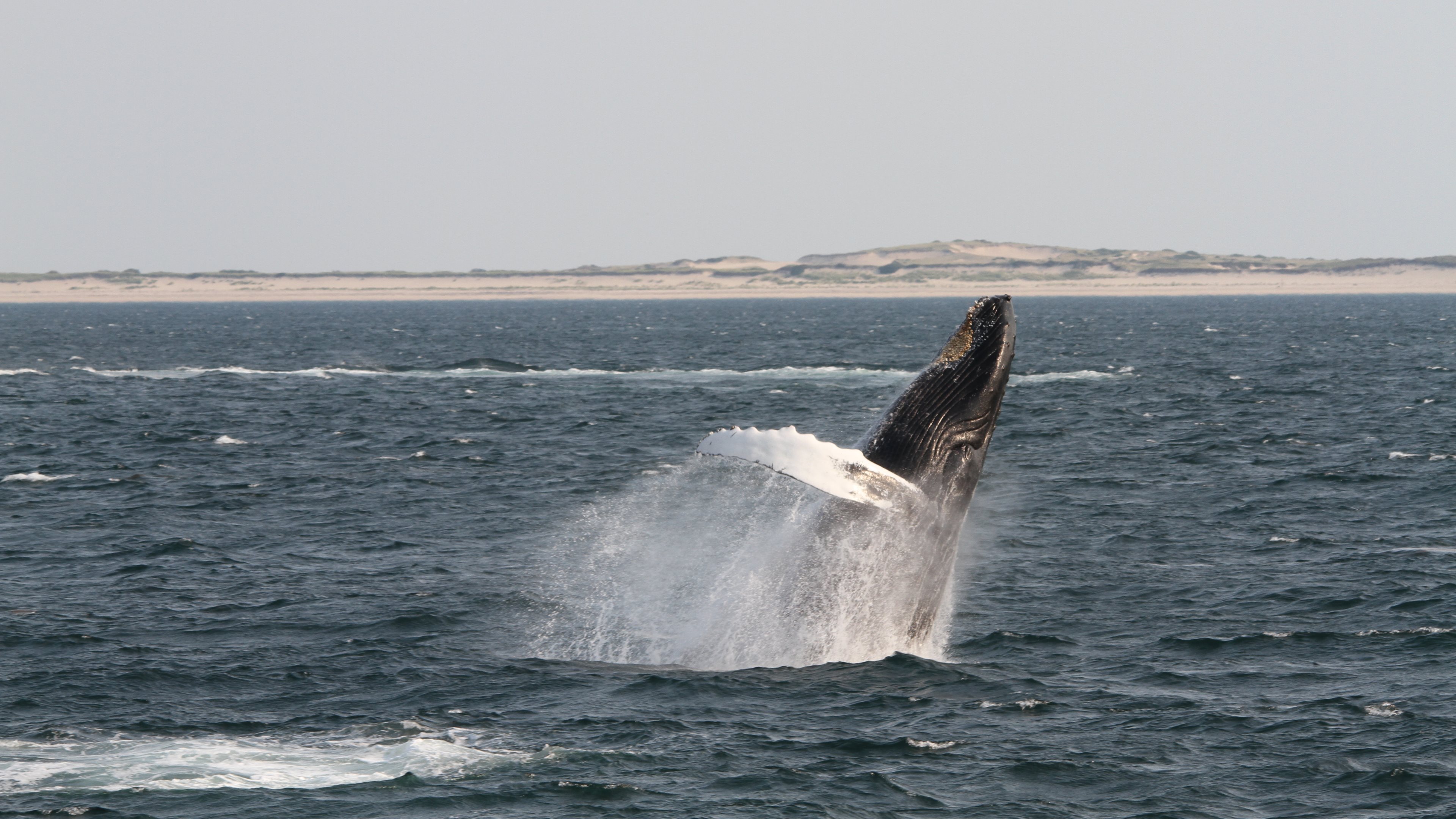 Animal Humpback Whale 3840x2160