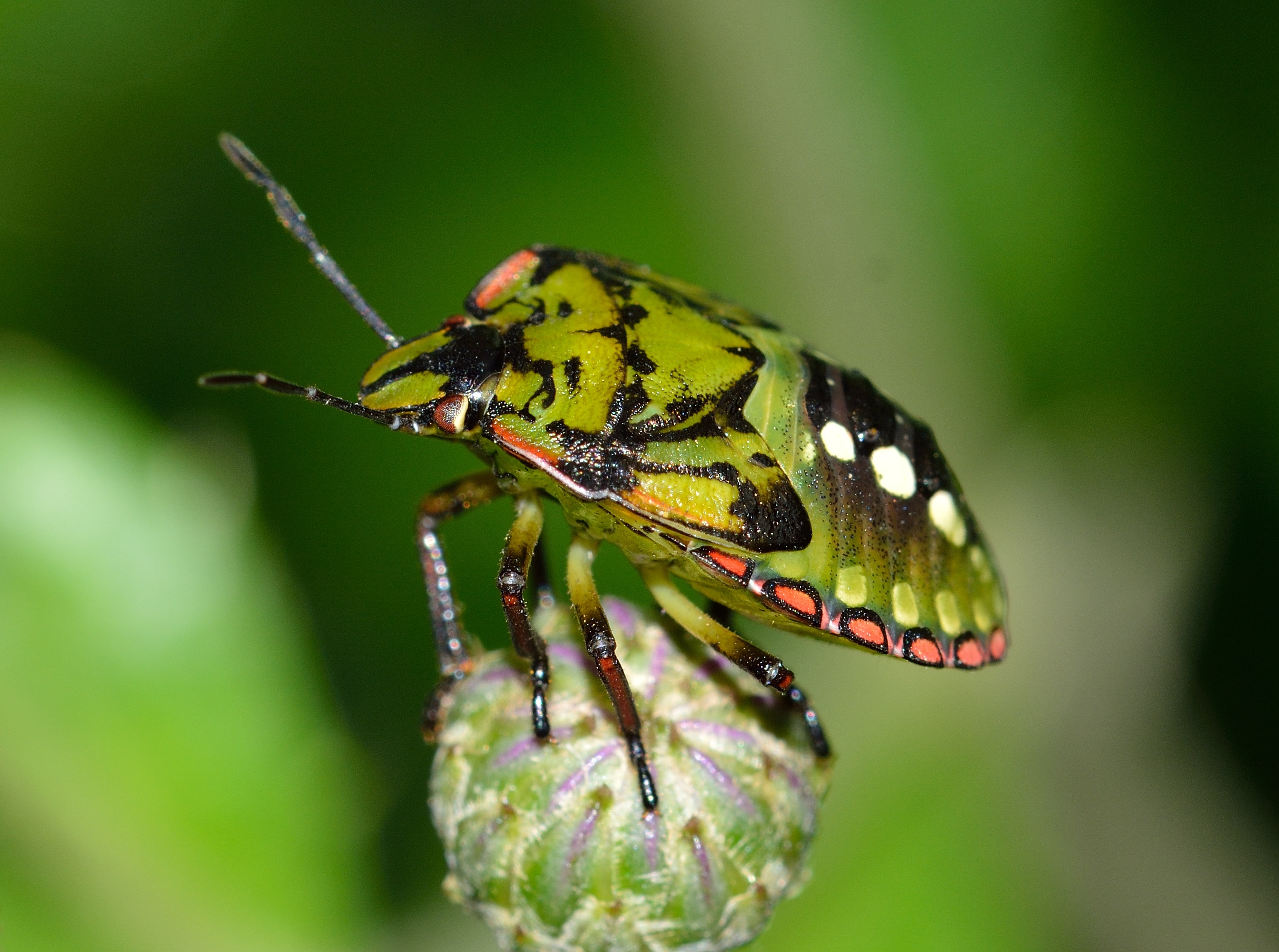 Stink Bug Insect Bug Green 2824x2103