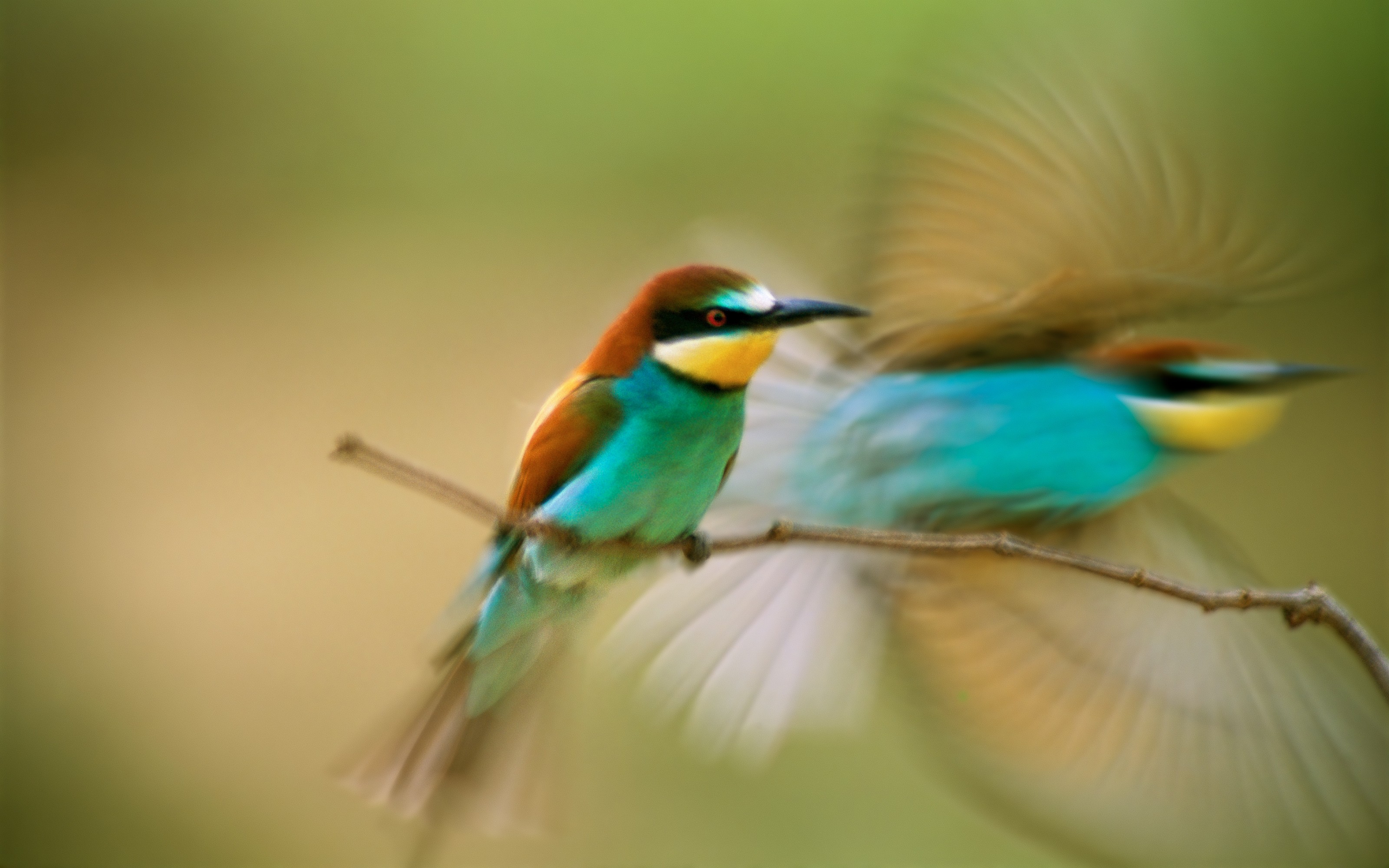 Birds Bee Eaters Motion Blur Animals 3200x2000