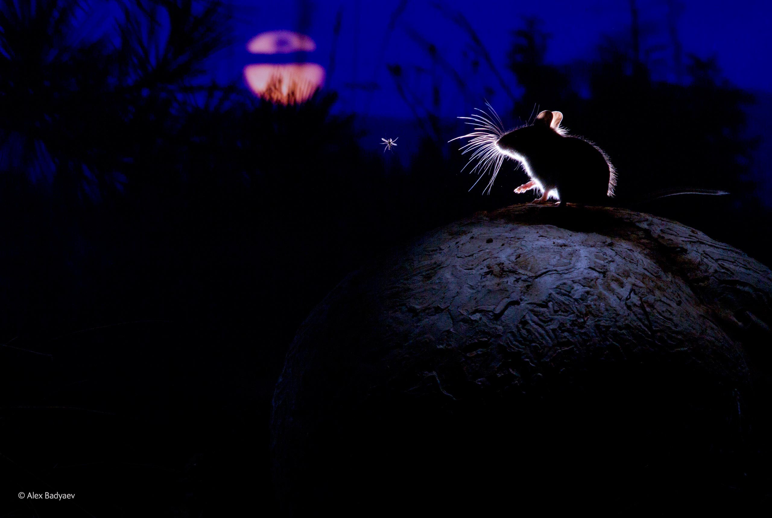 Nature Plants Animals Mice Montana USA Mushroom Mosquito Silhouette Midnight Moon Moonlight Photogra 2560x1718