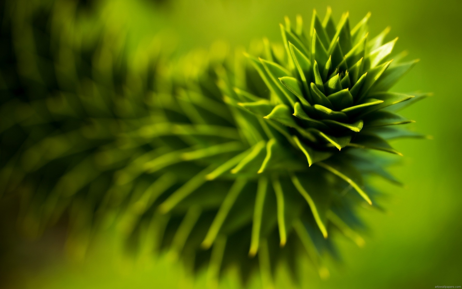 Green Blurred Photography Depth Of Field Natural Light Nature Plants Succulent 1920x1200