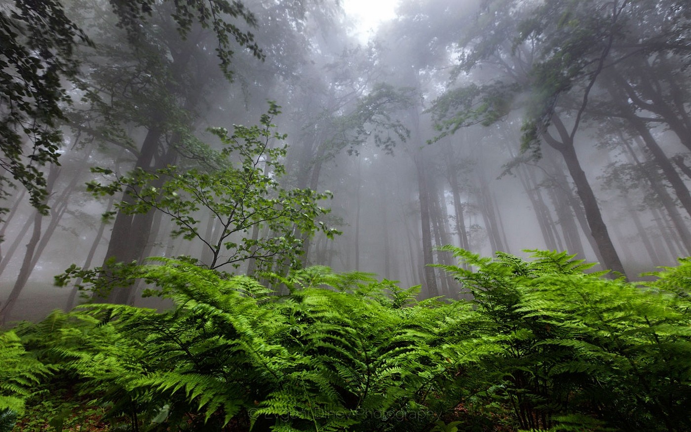 Nature Landscape Forest Mist Ferns Bulgaria Trees Atmosphere 1400x875