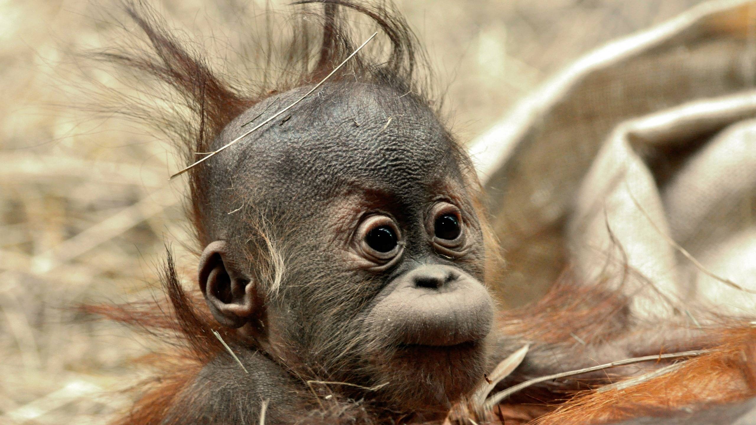 Baby Animals Chimpanzees Animals Orangutans 2560x1440