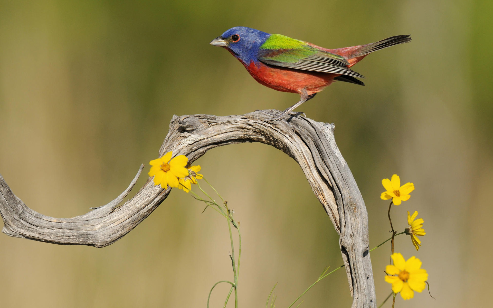 Bird Animal Colorful Branch 1920x1200