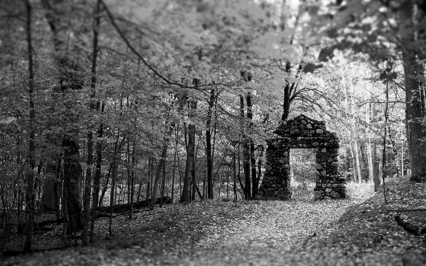 Black White Ruin Forest Leaves Trees Fallen Tree Path Gates Monochrome 1440x900