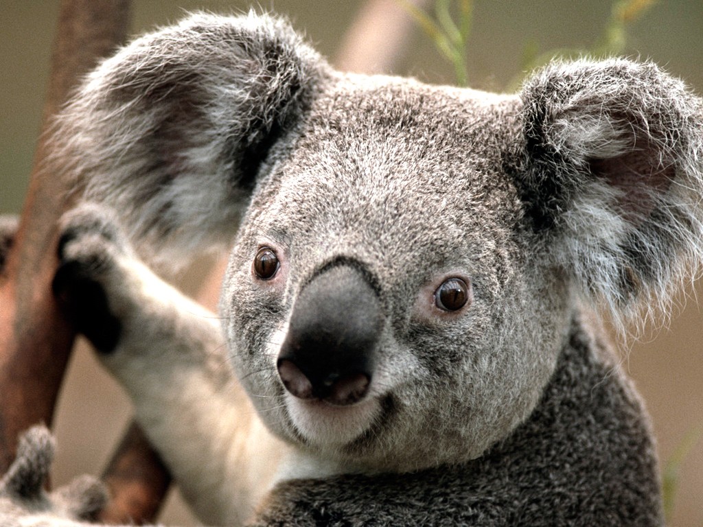 Koalas Animals Mammals 1024x768