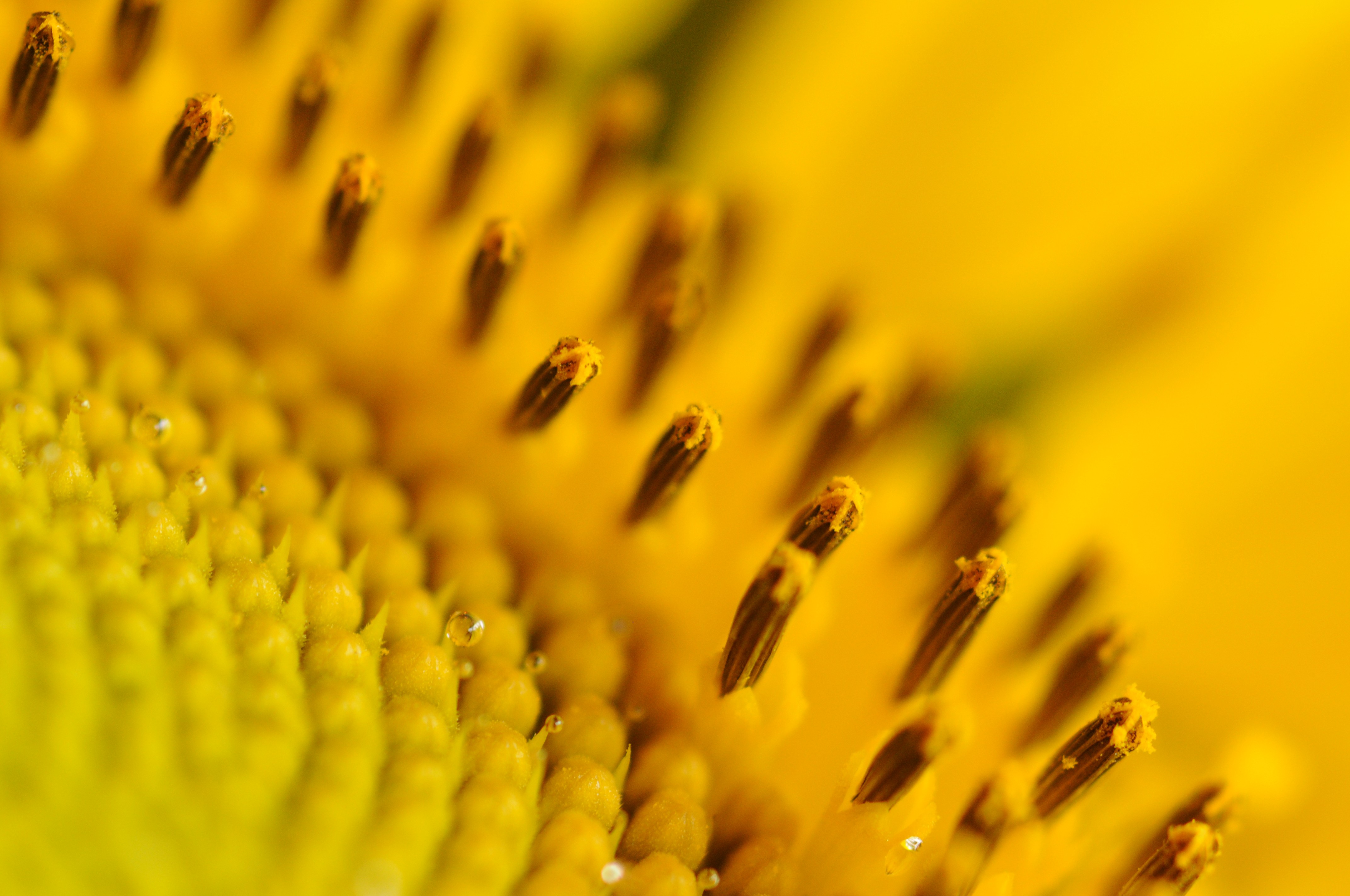 Nature Plants Macro Depth Of Field Flowers Sunflowers Yellow Yellow Flowers Water Drops Pollen 4288x2848