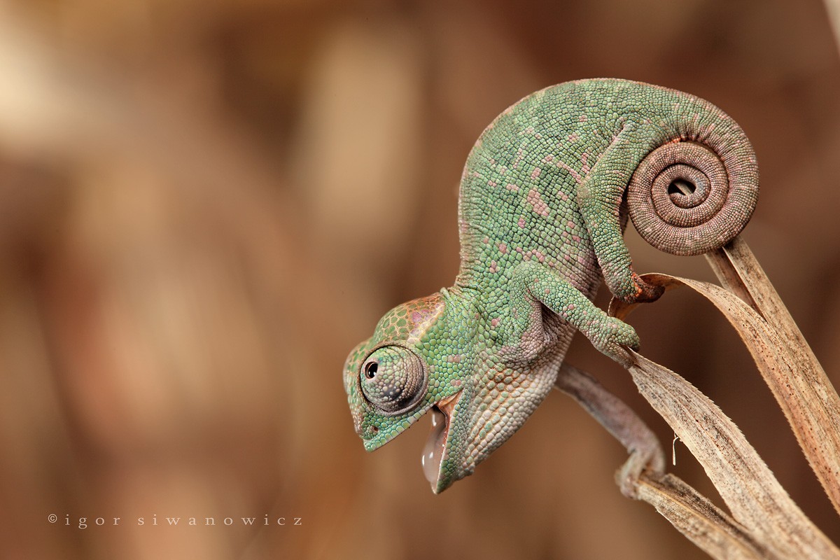 Chameleons Reptiles Animals 1200x800