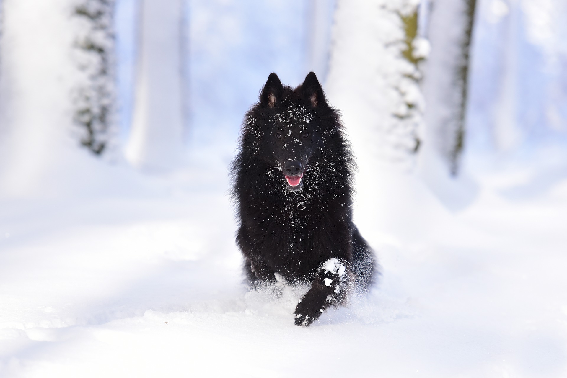 Dog Pet Belgian Shepherd Winter Snow Running Groenendael 1920x1281