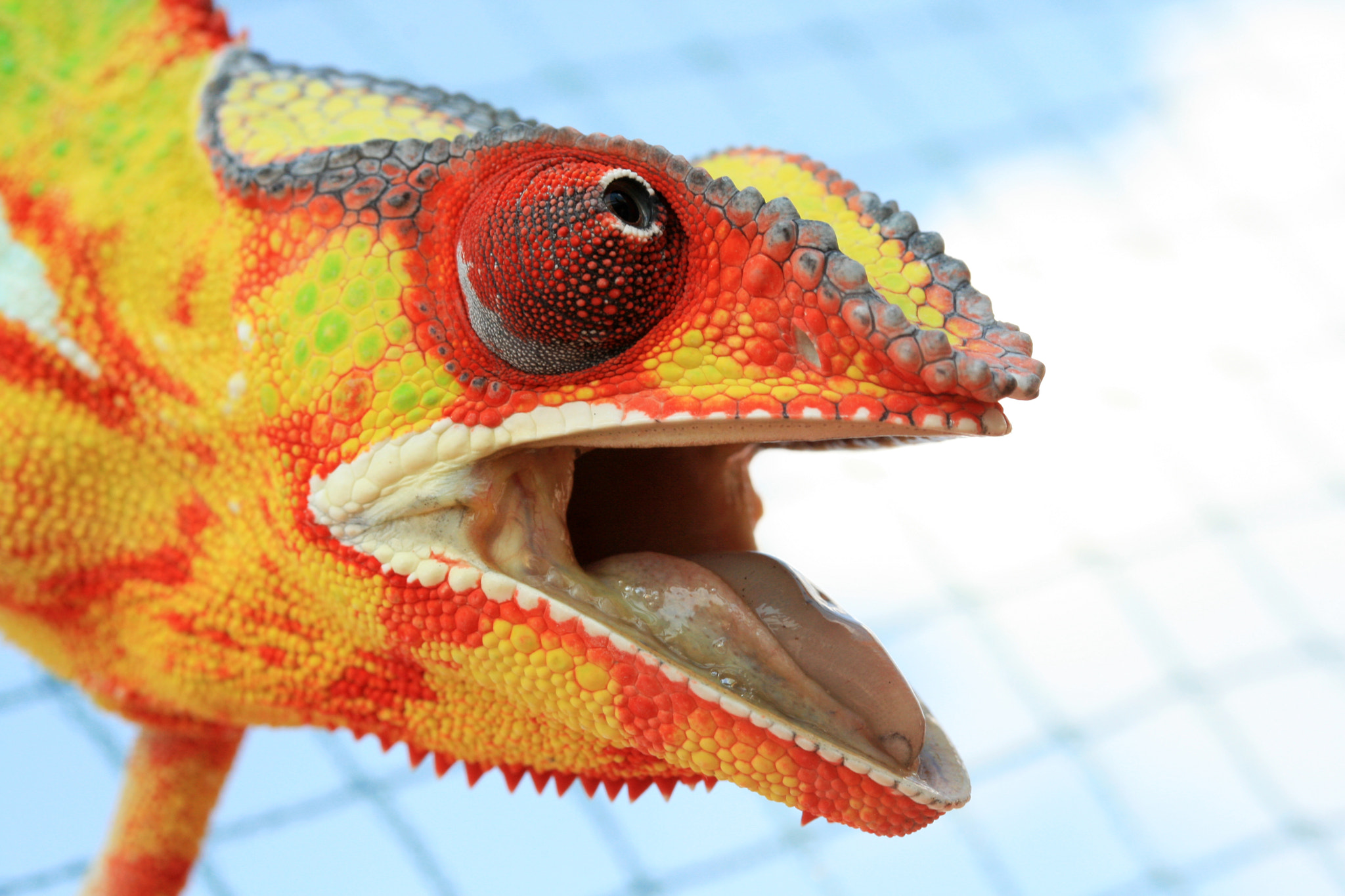 Animals Chameleons Colorful Closeup Macro Gunnar Heilmann 2048x1365