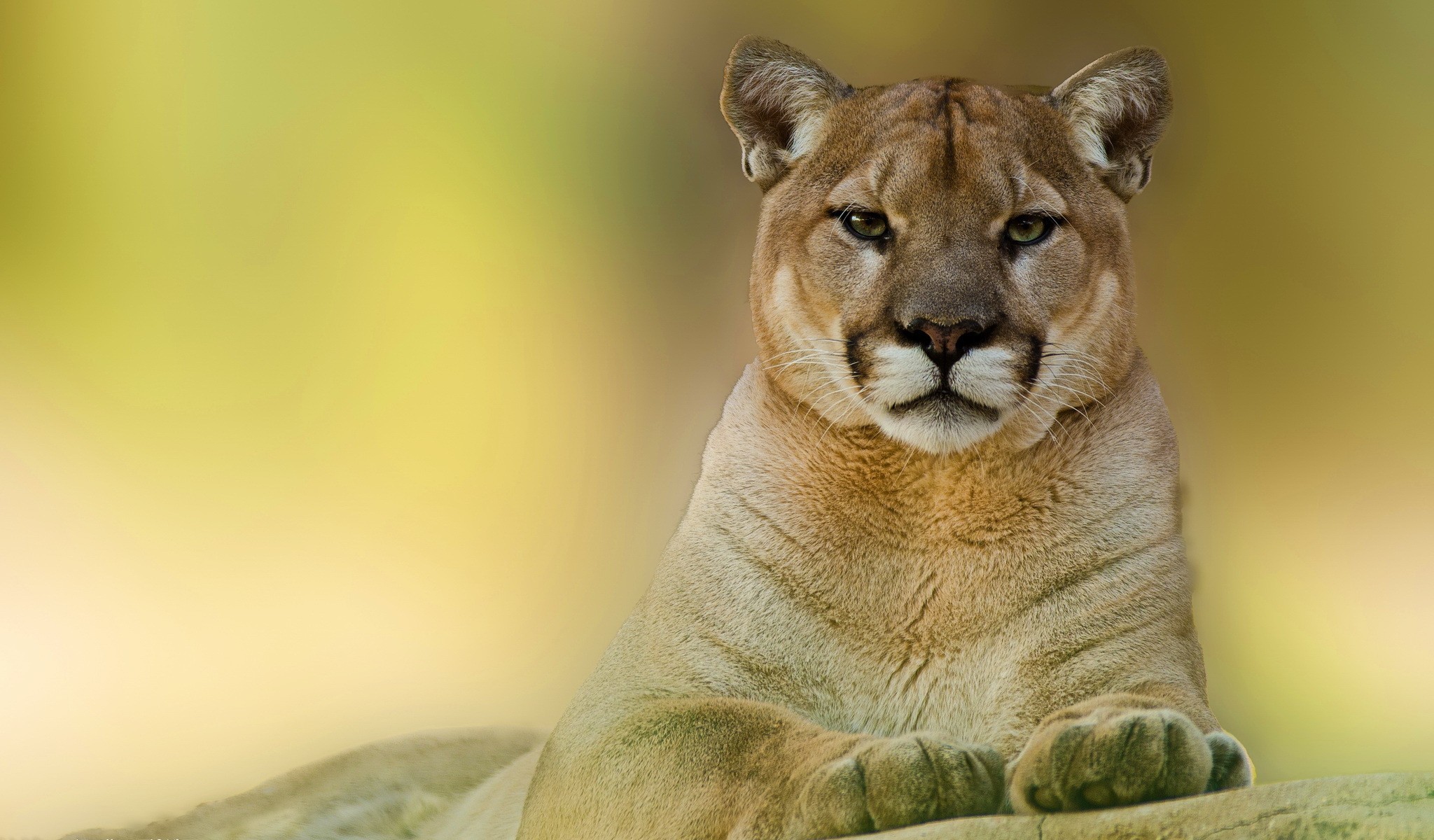 Animals Pumas Cougars 2048x1200