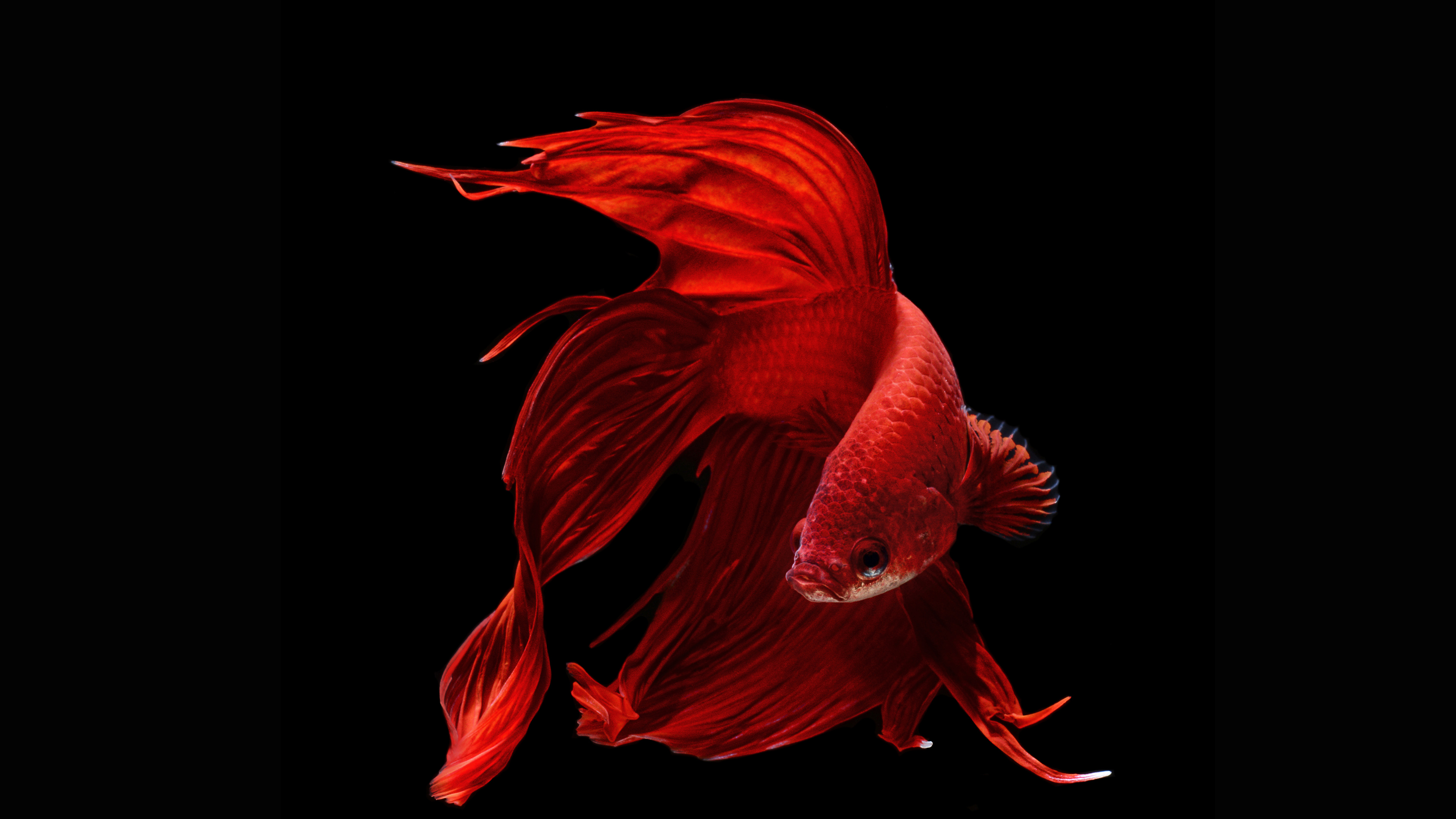 Siamese Fighting Fish 3840x2160