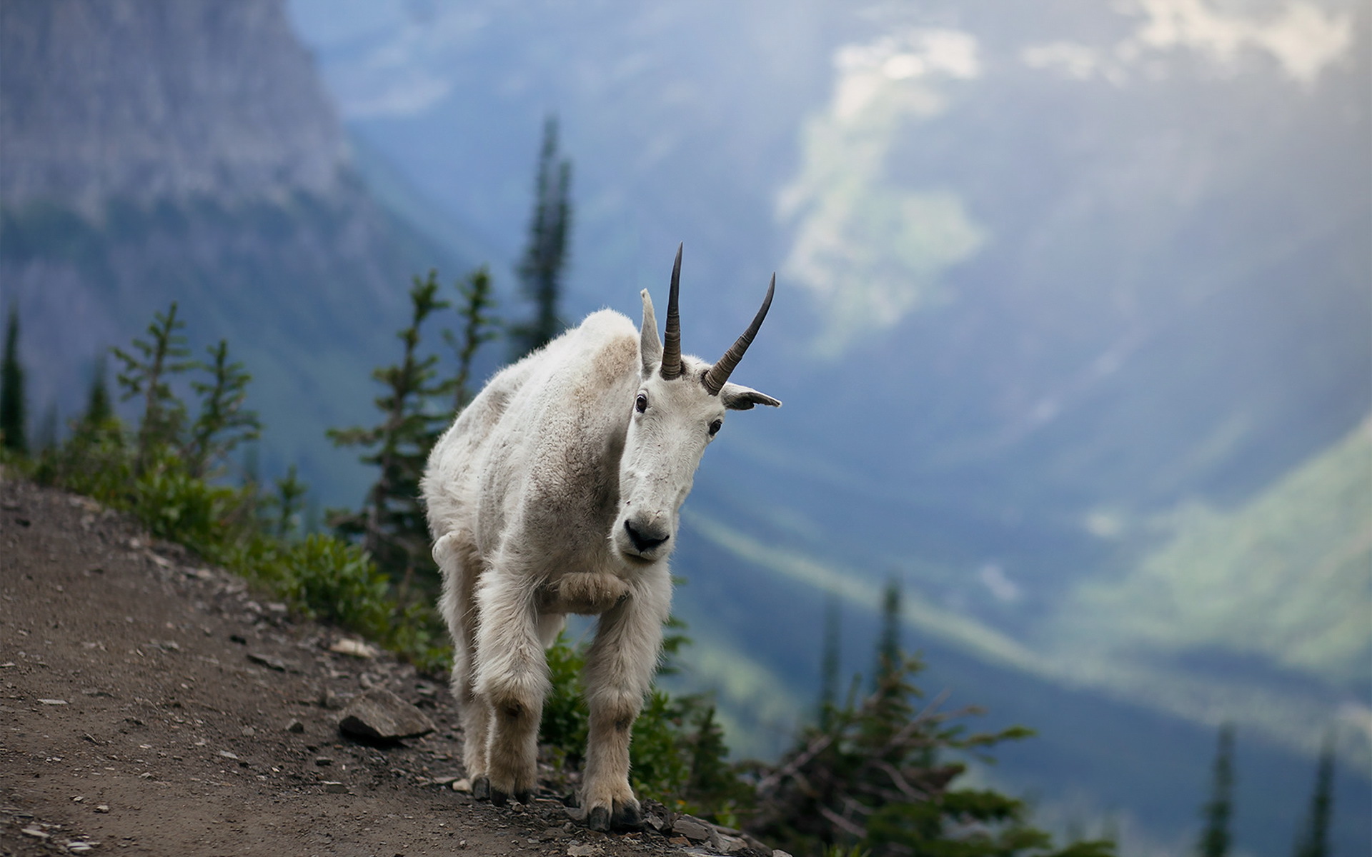 Animal Mountain Goat 1920x1200