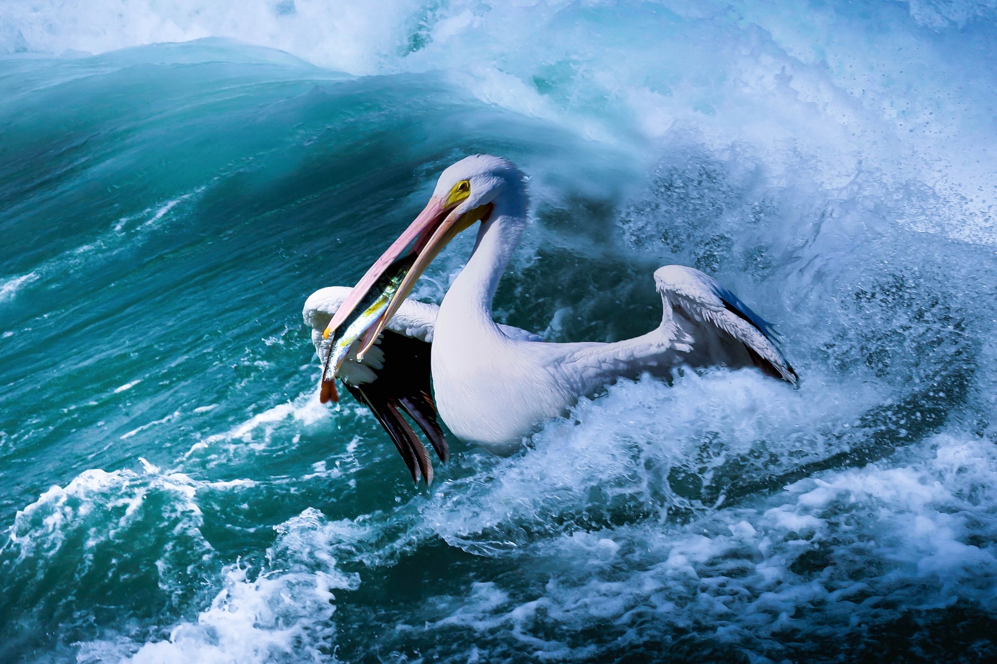 Animals Birds Sea Nature Pelicans 2048x1365