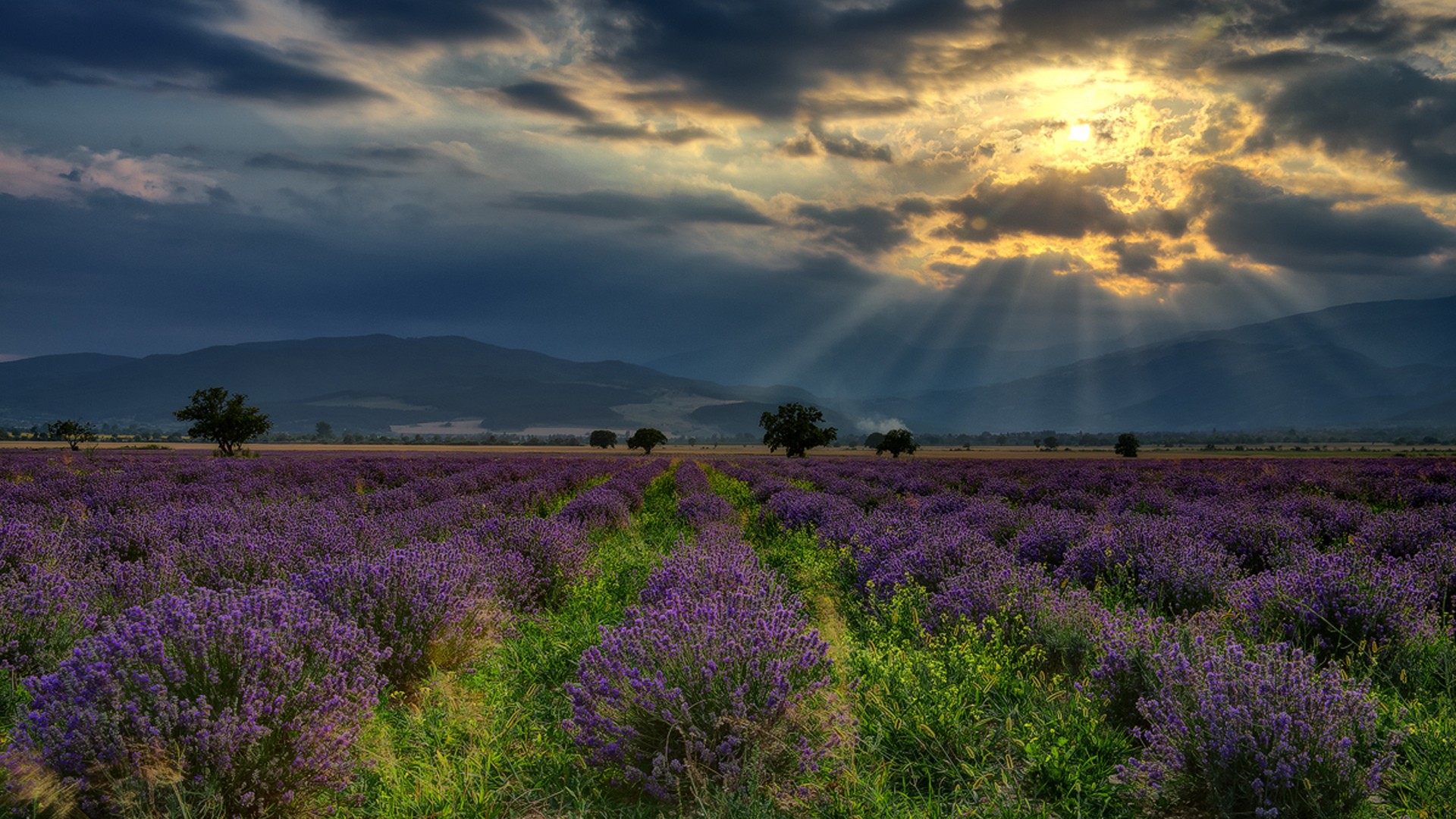 Nature Landscape Hills Bulgaria Field Lavender Flowers Trees Clouds Sun Rays 1920x1080