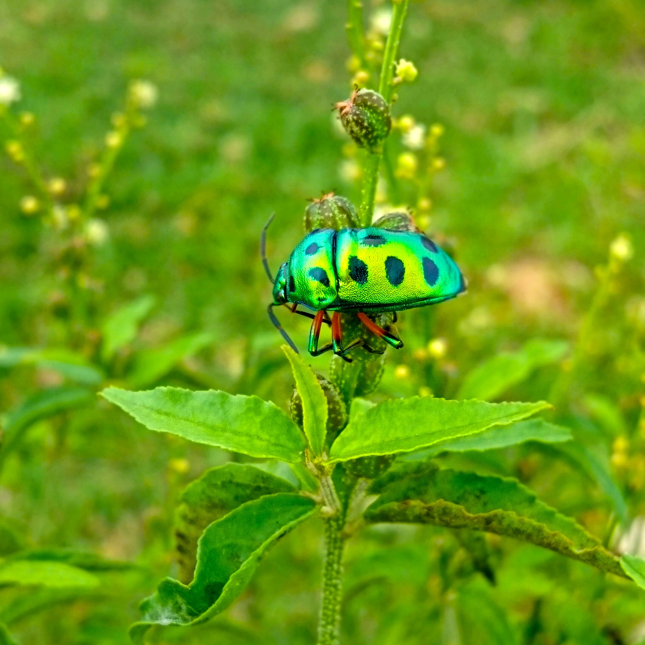 Nature Insect Sri Lanka 2160x2160