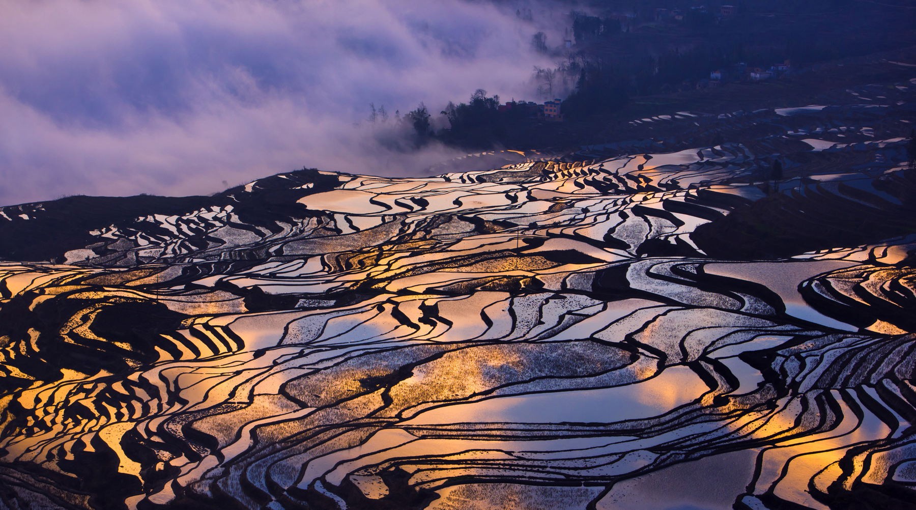 Terraced Field Rice Paddy Landscape Asia Violet 1800x1002