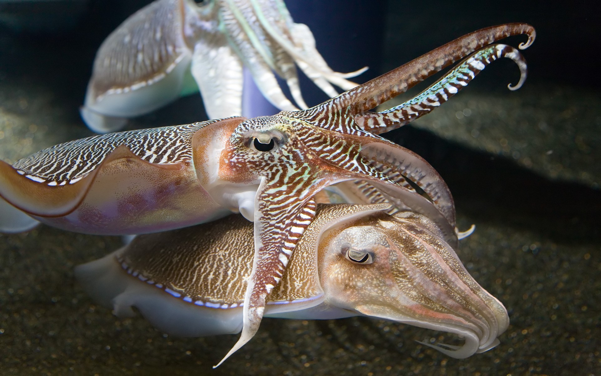 Cuttlefish Aquarium Fish Animals 1920x1200