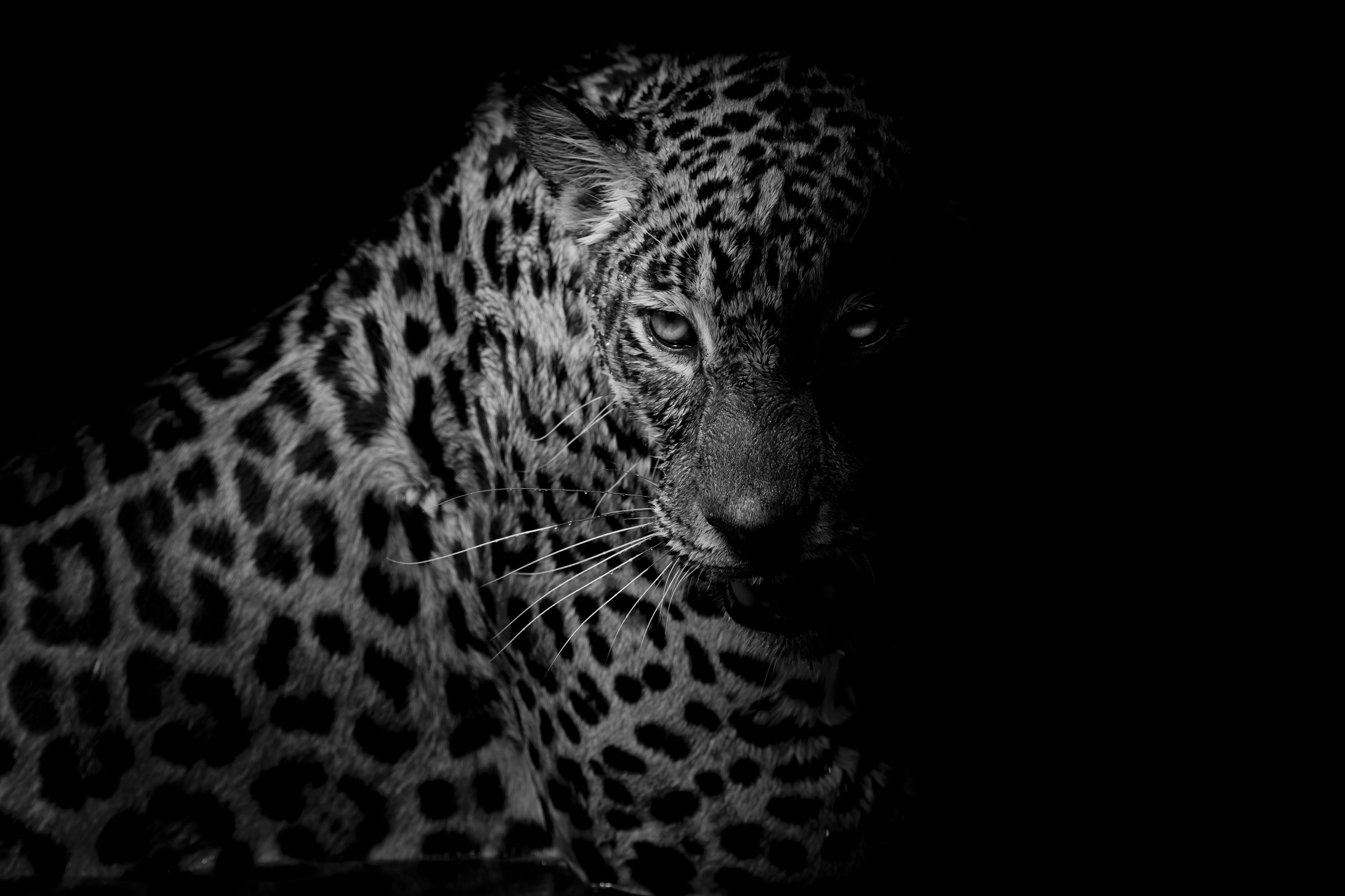 Leopard Big Cat Black Amp White 1920x1279