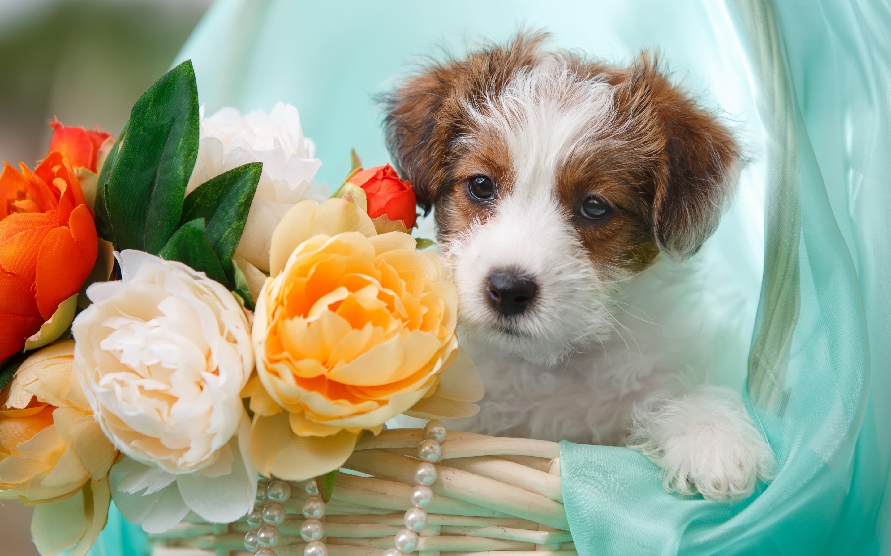 Dog Flower Terrier 2880x1800