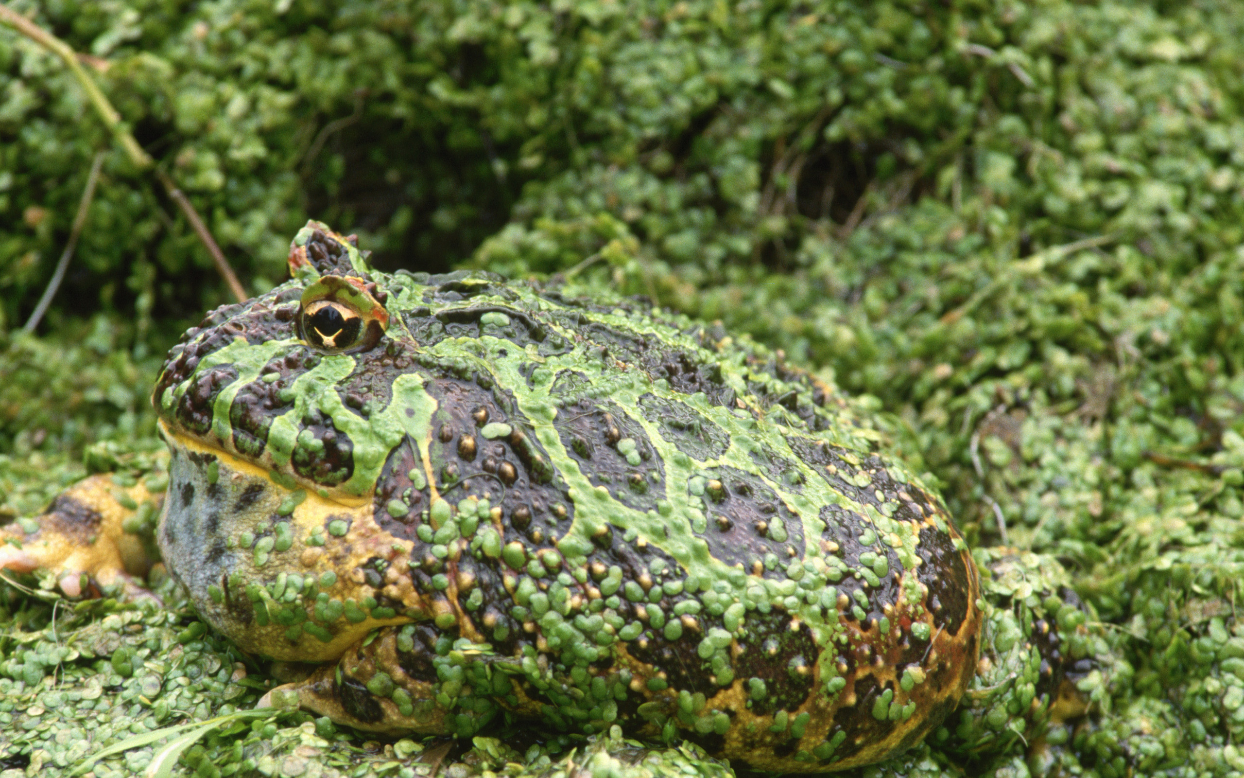 Animal Toad 2560x1600