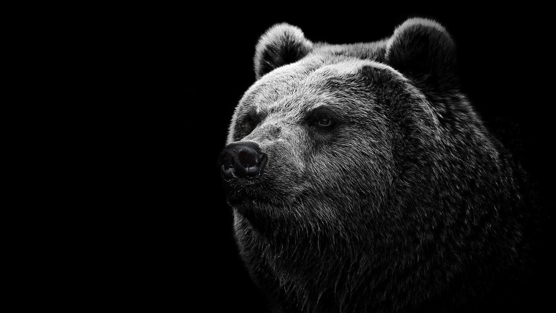 Bears Grizzly Bear Animals Monochrome Simple Background 1920x1080