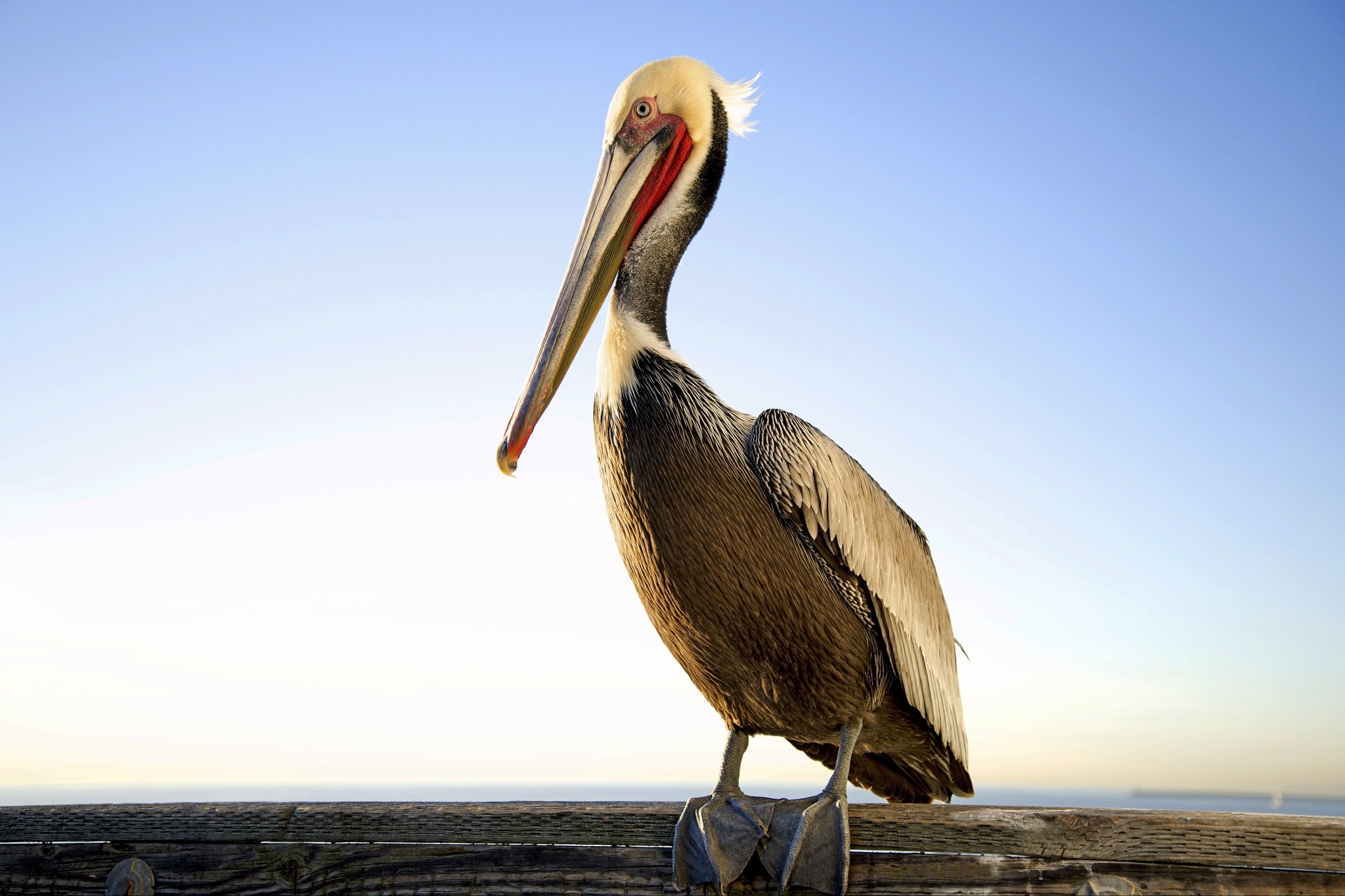 Pelicans 2048x1365