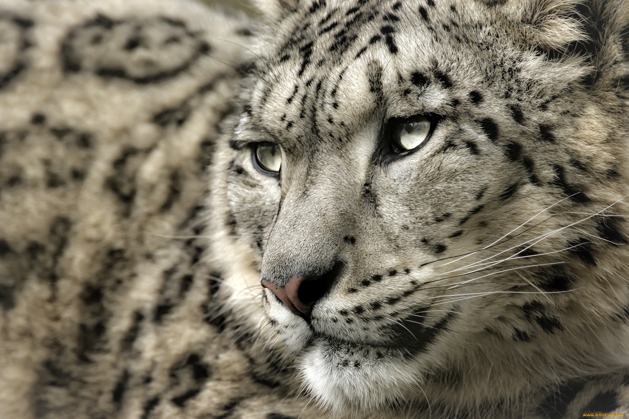 Leopard Snow Leopards Leopard Animal 2048x1363