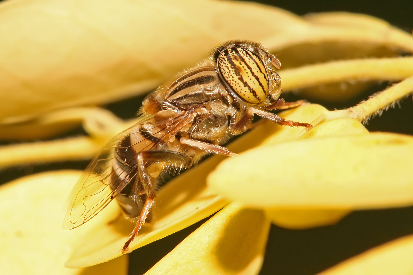 Animal Hoverfly 1600x1066