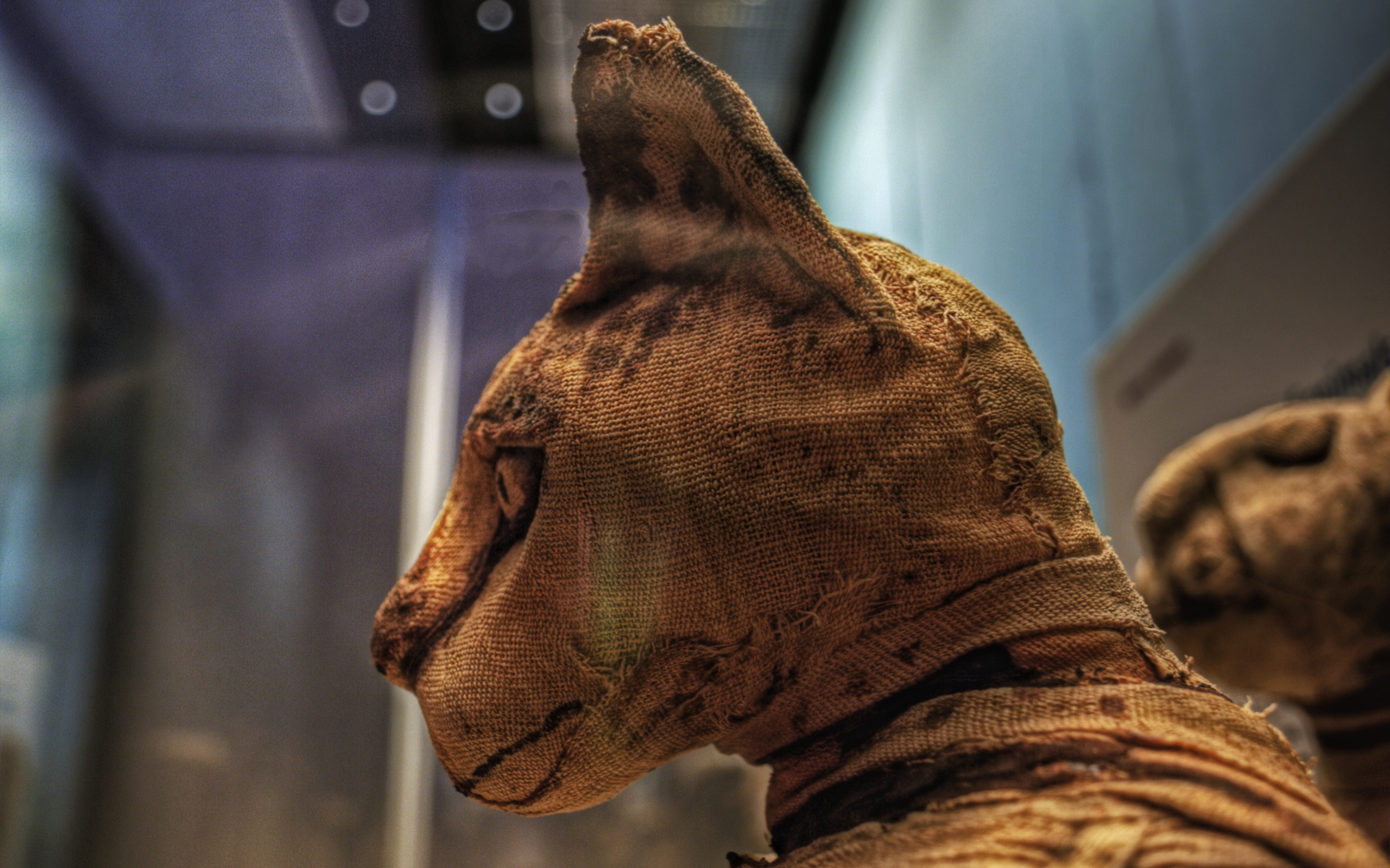 Egyptian Cat Mummy 2560x1600