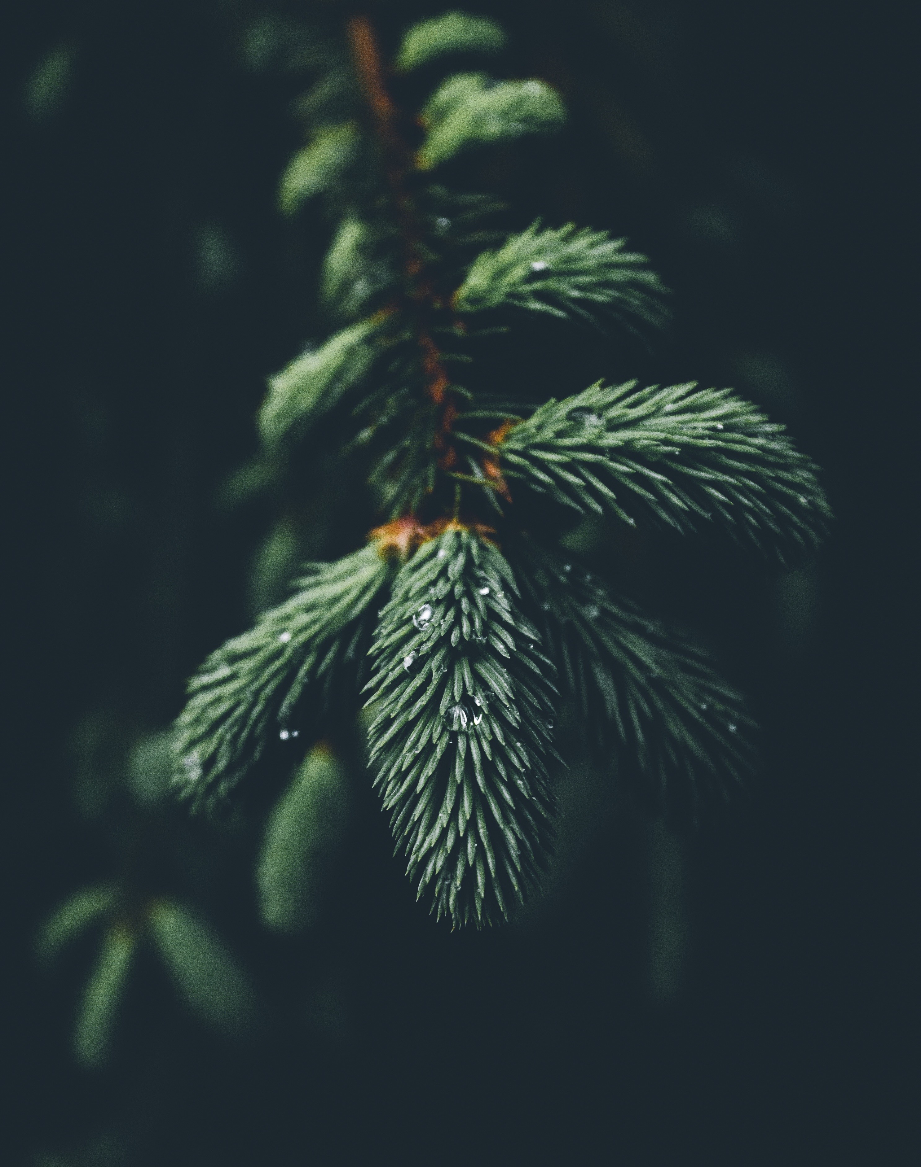 Nature Water Trees Depth Of Field Conifer Closeup 2972x3768