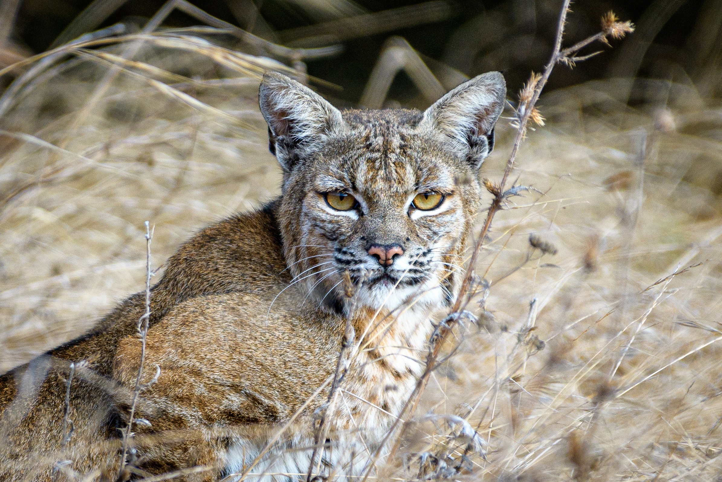 Cats Nature Big Cats Animals Bobcat 2389x1593