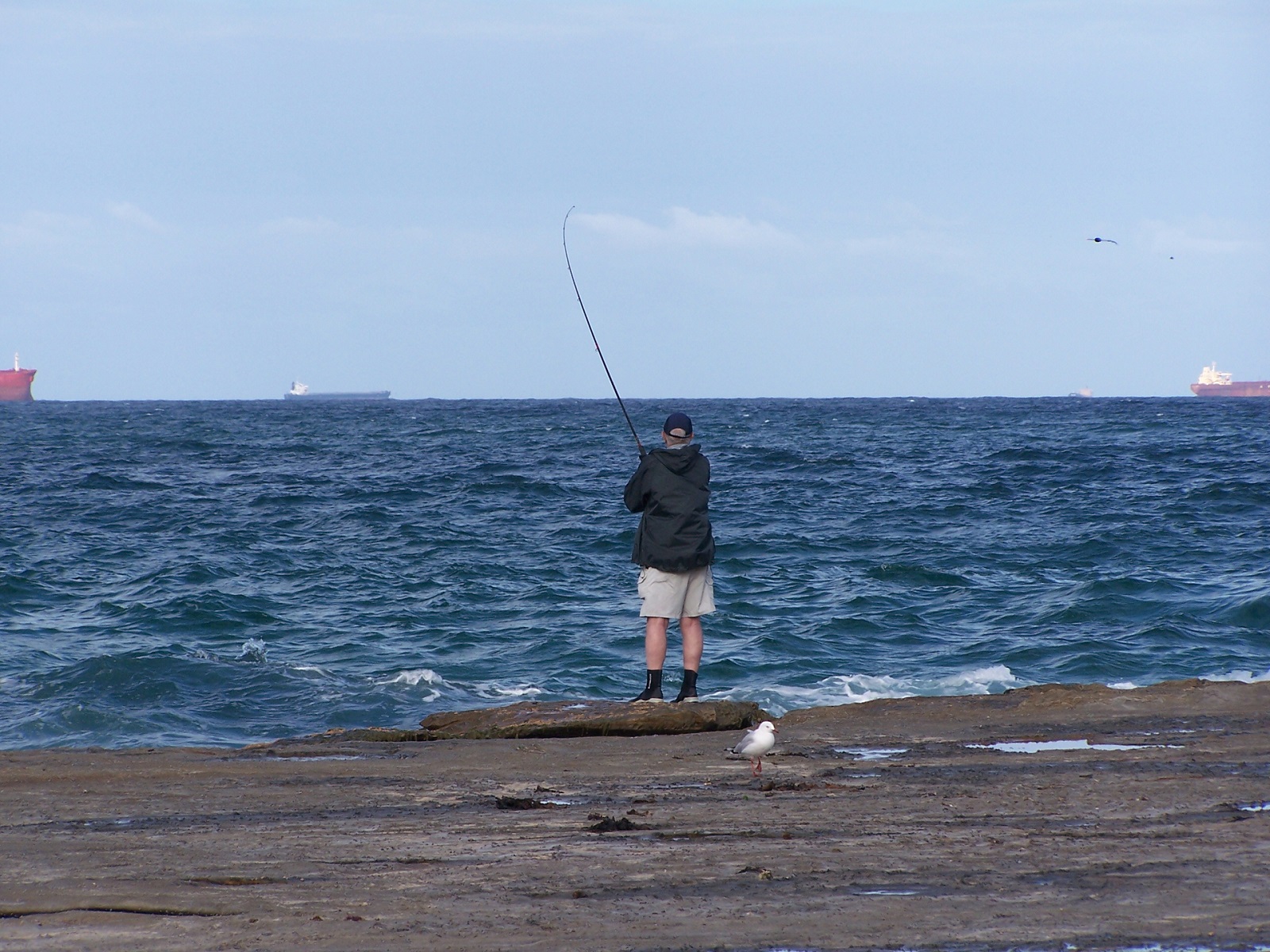 Fishing Bird Seagull Ocean Water Rock Man Seascape Coast Fisherman 1600x1200