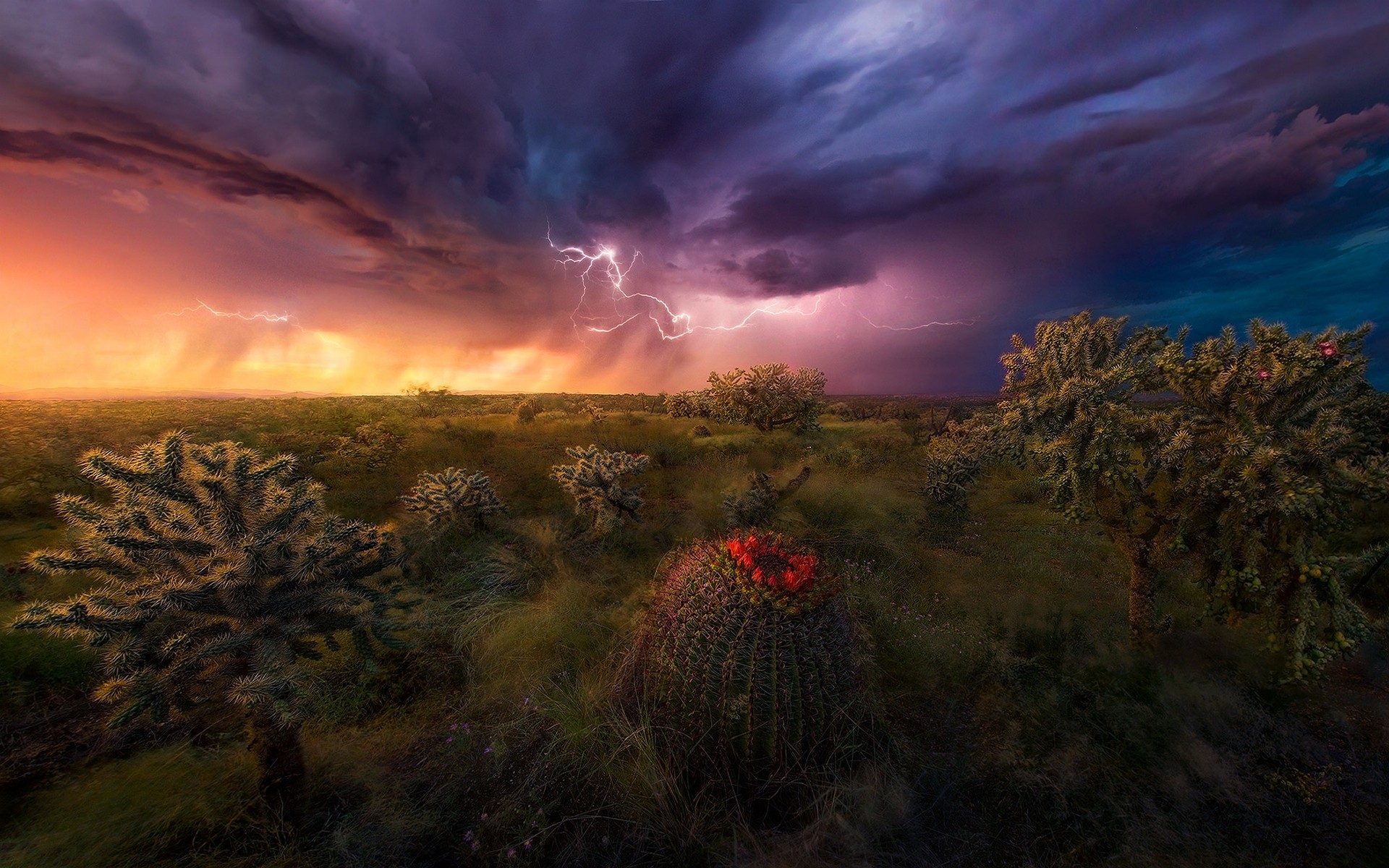 Nature Landscape Lightning Storm Shrubs Grass Sky Clouds Colorful Cactus Wildflowers Arizona 1920x1200