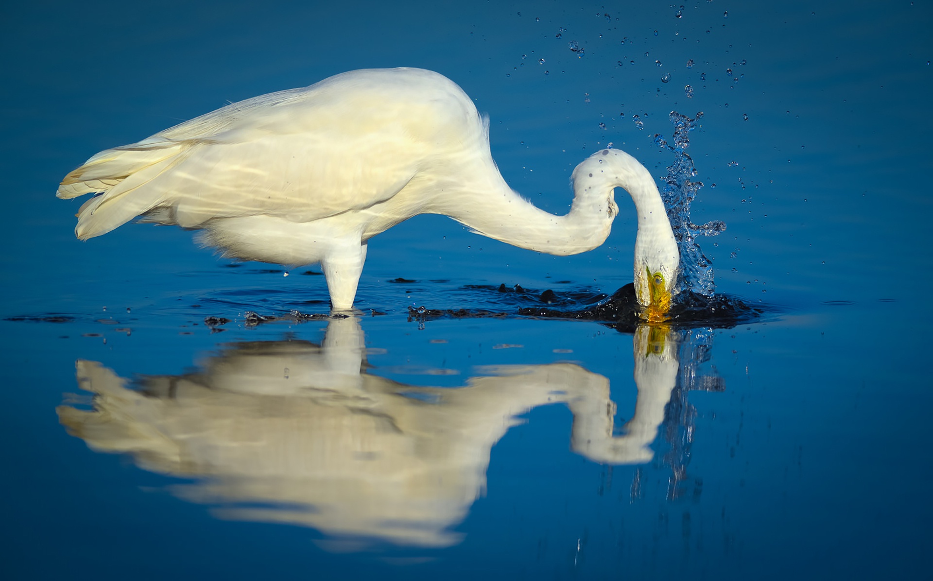 Egret Bird 1920x1196