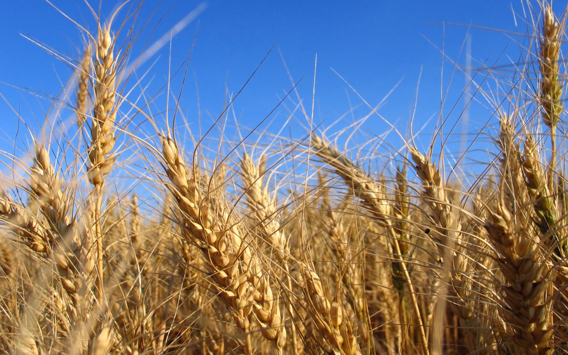 Earth Cornfield 1920x1200