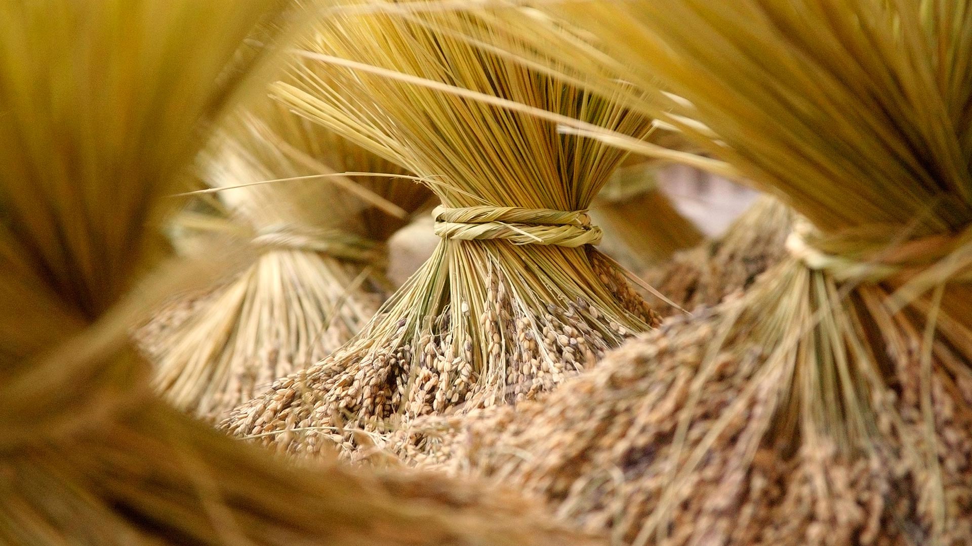 Wheat Harvest 1920x1080