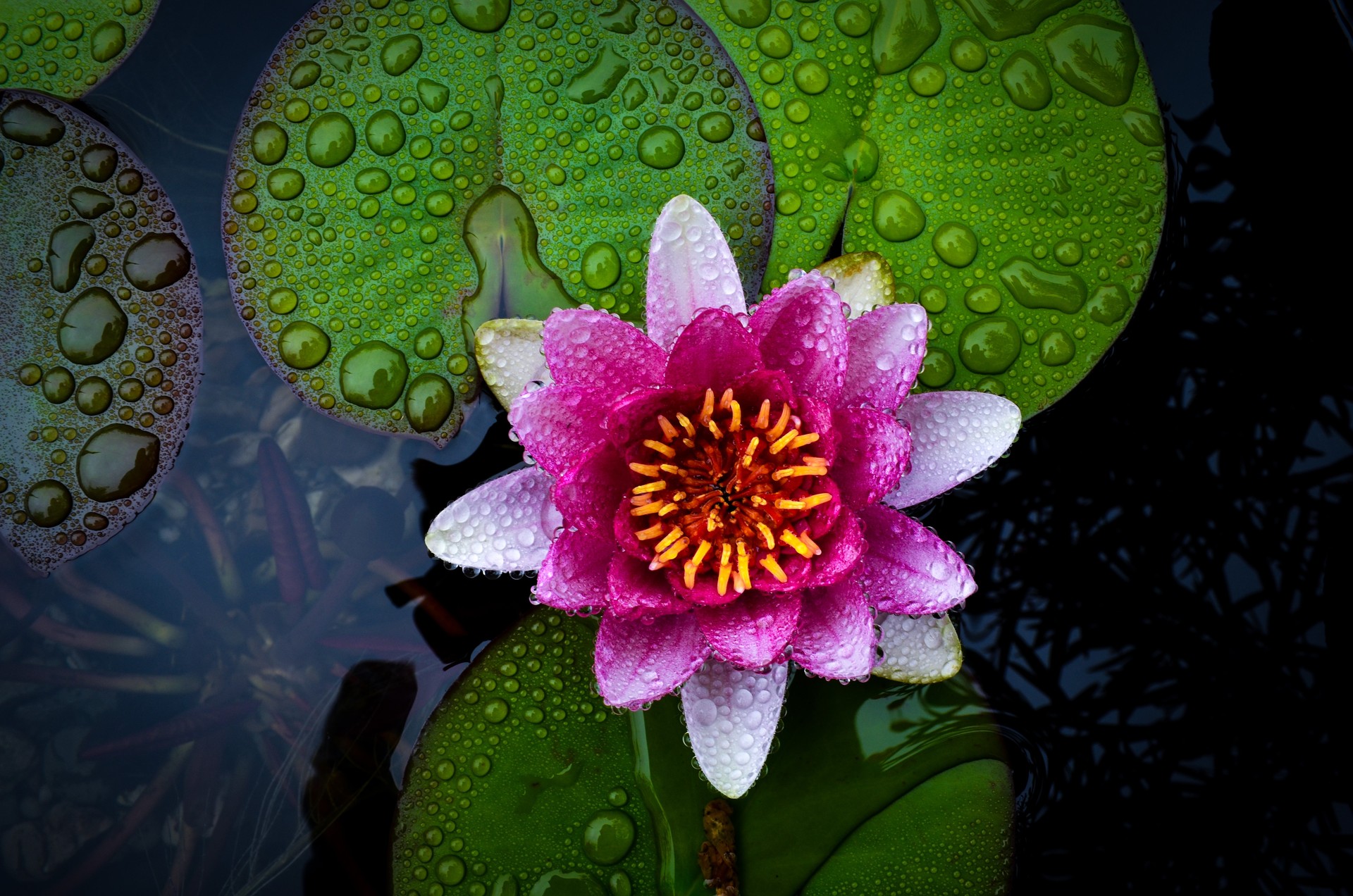 Earth Lotus Close Up Leaf Lily Pad Water Drop Pink Flower 1920x1272
