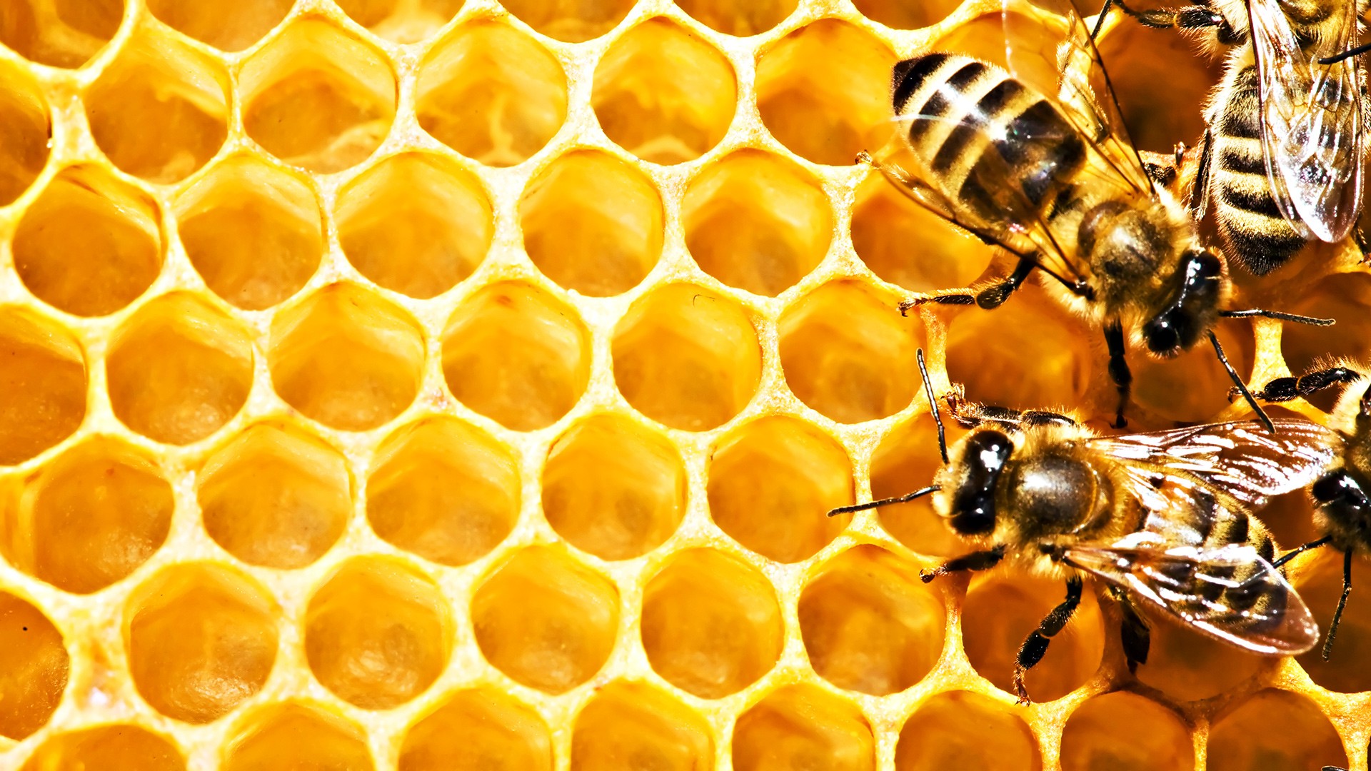 Honeycombs Bees Macro 1920x1080